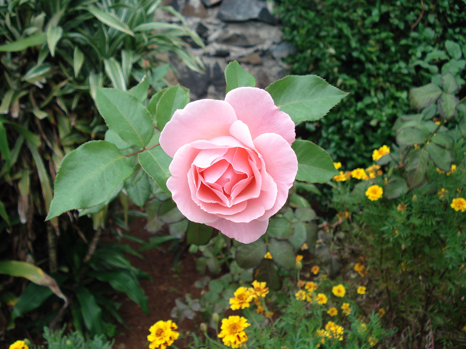 Baixe gratuitamente a imagem Flores, Rosa, Terra/natureza na área de trabalho do seu PC