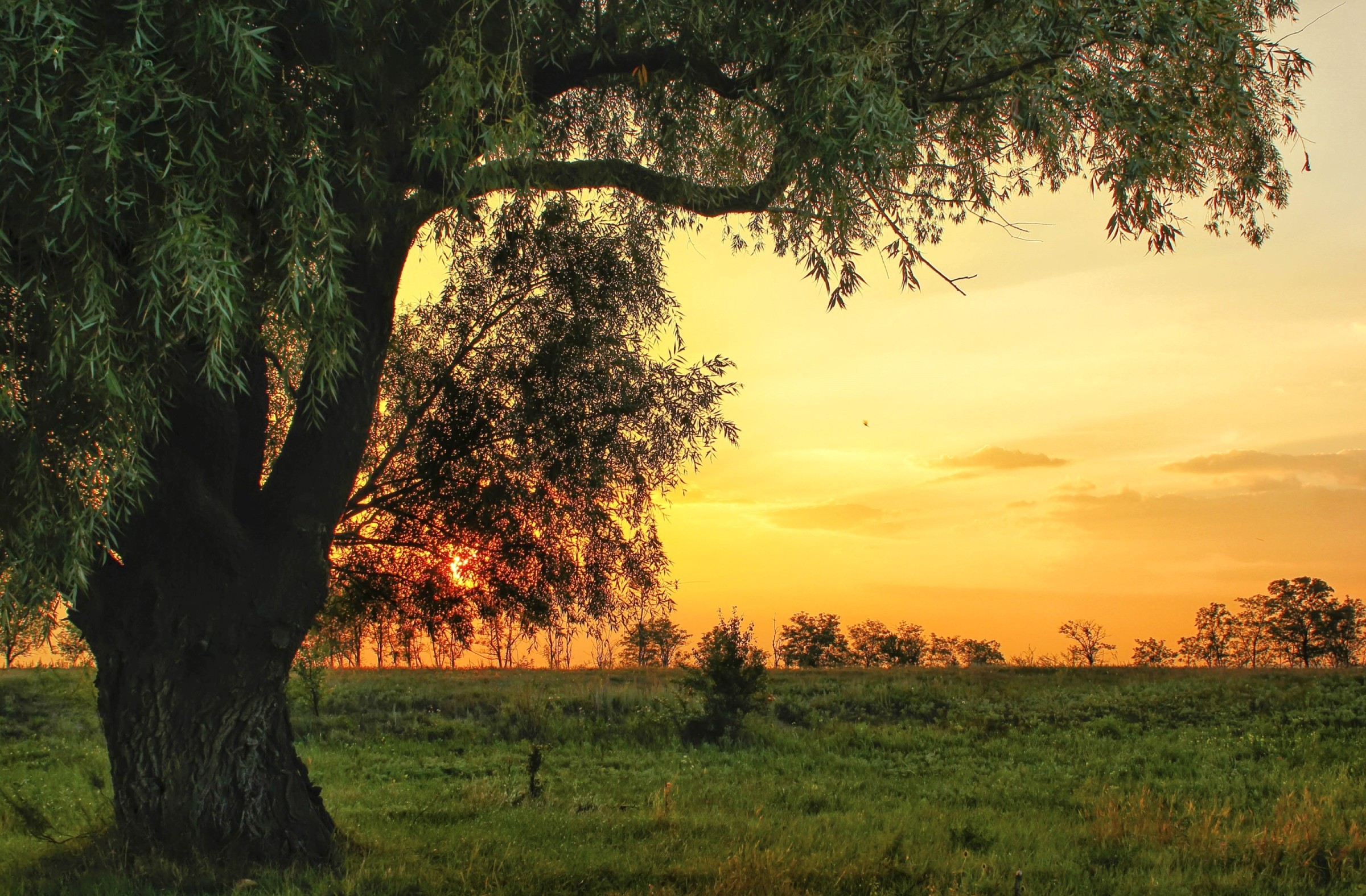 Laden Sie das Bäume, Baum, Sonnenuntergang, Erde/natur-Bild kostenlos auf Ihren PC-Desktop herunter