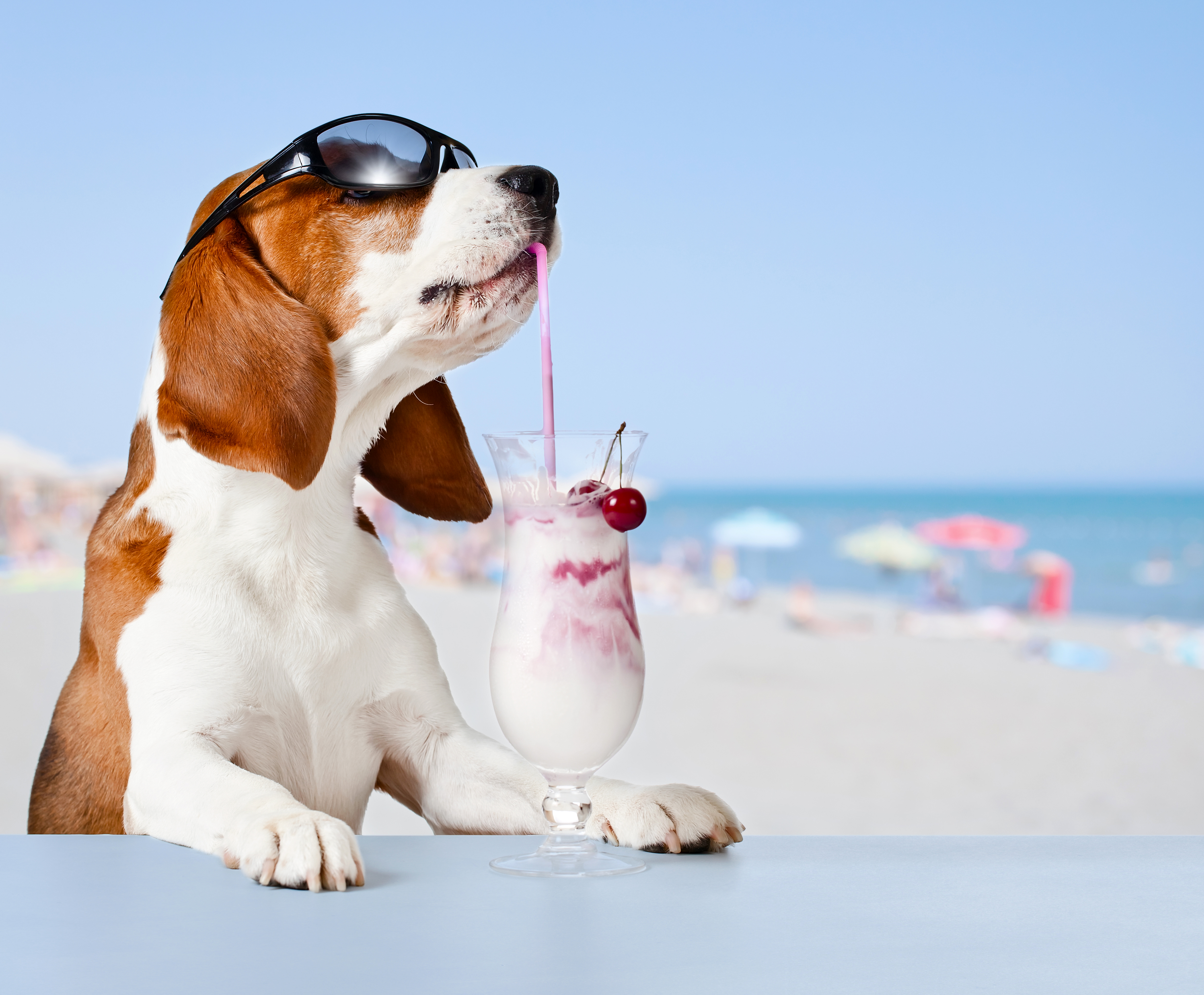 animal, basset hound, dog, humor, milkshake, sunglasses, dogs