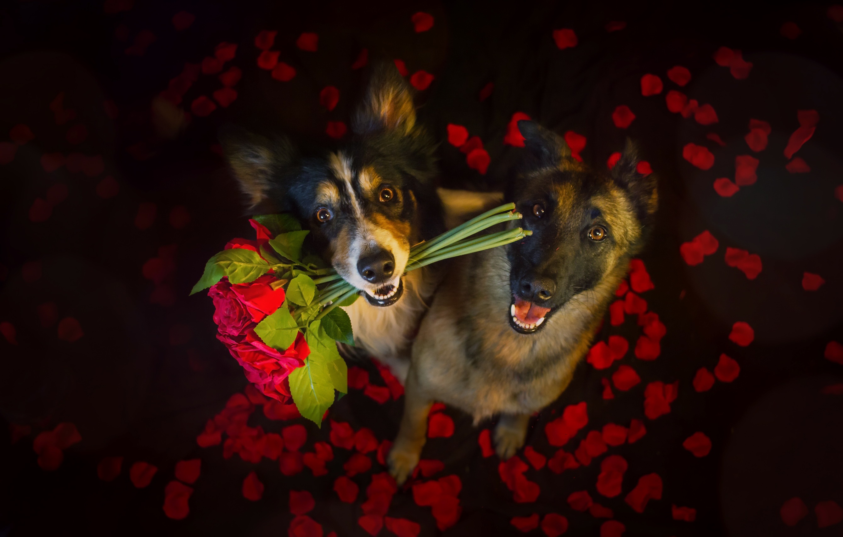 Download mobile wallpaper Dogs, Flower, Rose, Dog, Animal, Petal, German Shepherd, Red Rose, Red Flower for free.