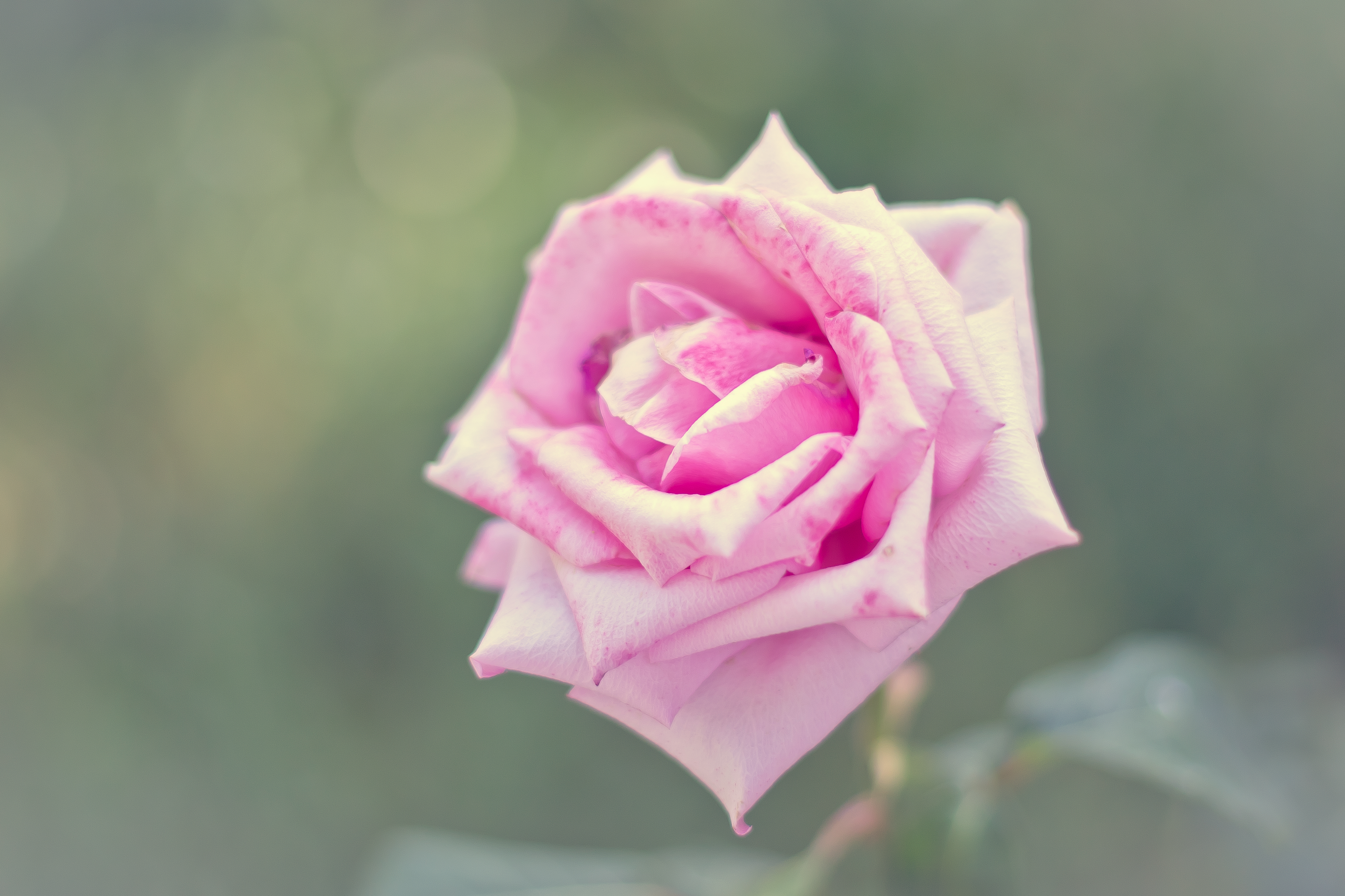 Téléchargez des papiers peints mobile Fleurs, Rose, Fleur, Fermer, Bokeh, La Nature, Terre/nature, Fleur Rose gratuitement.