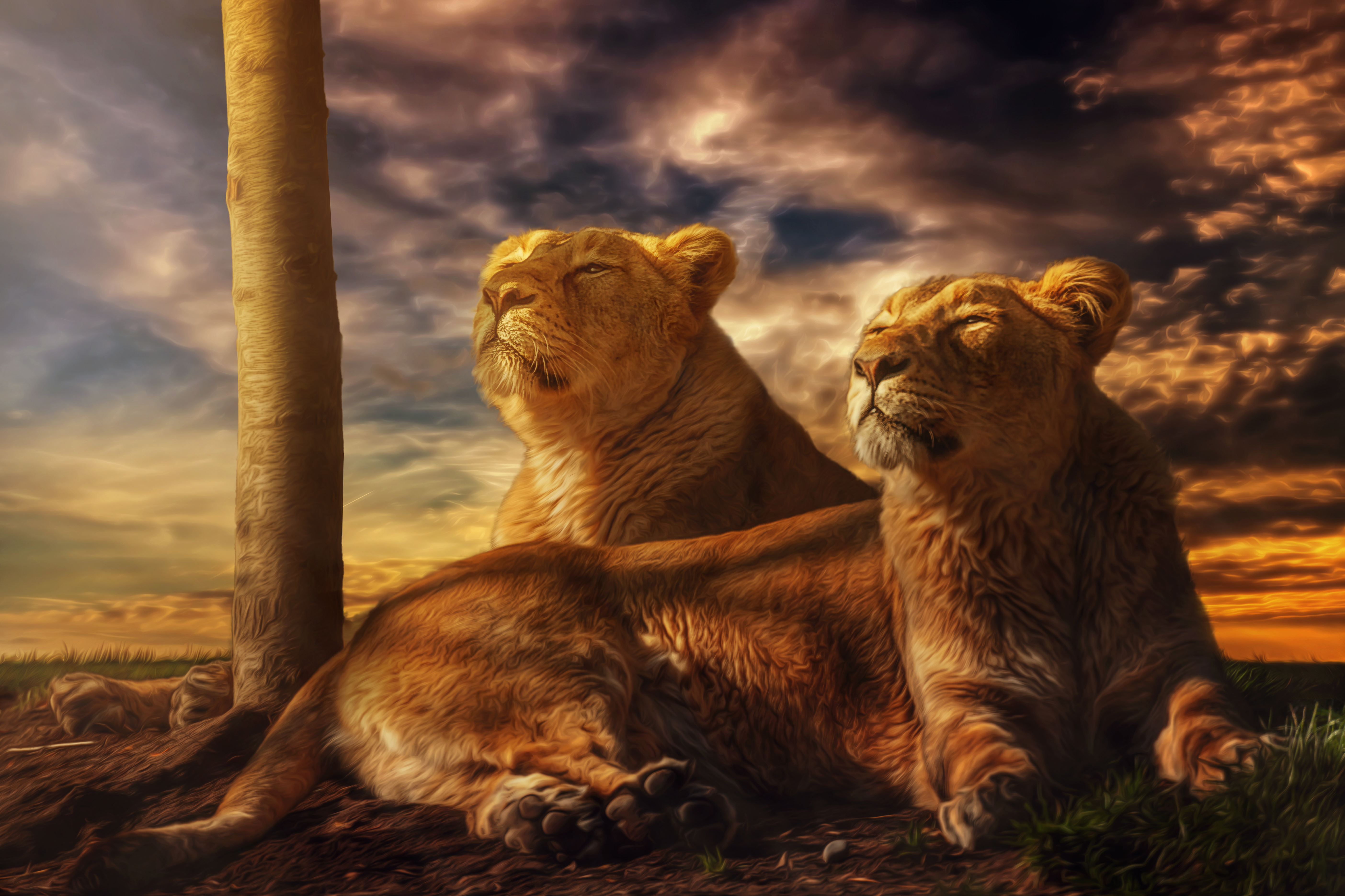 animal, lion, evening, lioness, cats