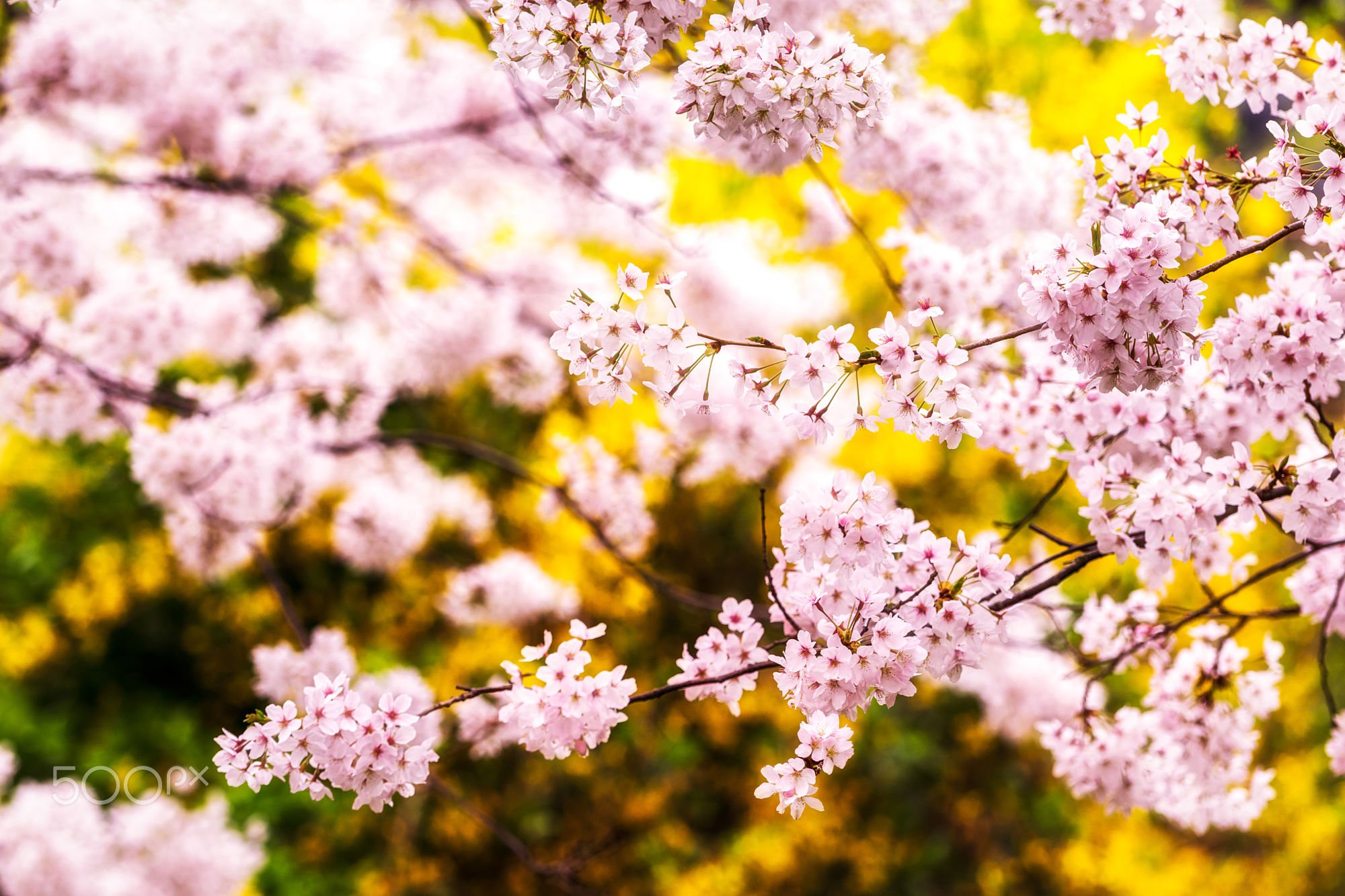 Download mobile wallpaper Flowers, Flower, Tree, Earth, Spring, Blossom for free.