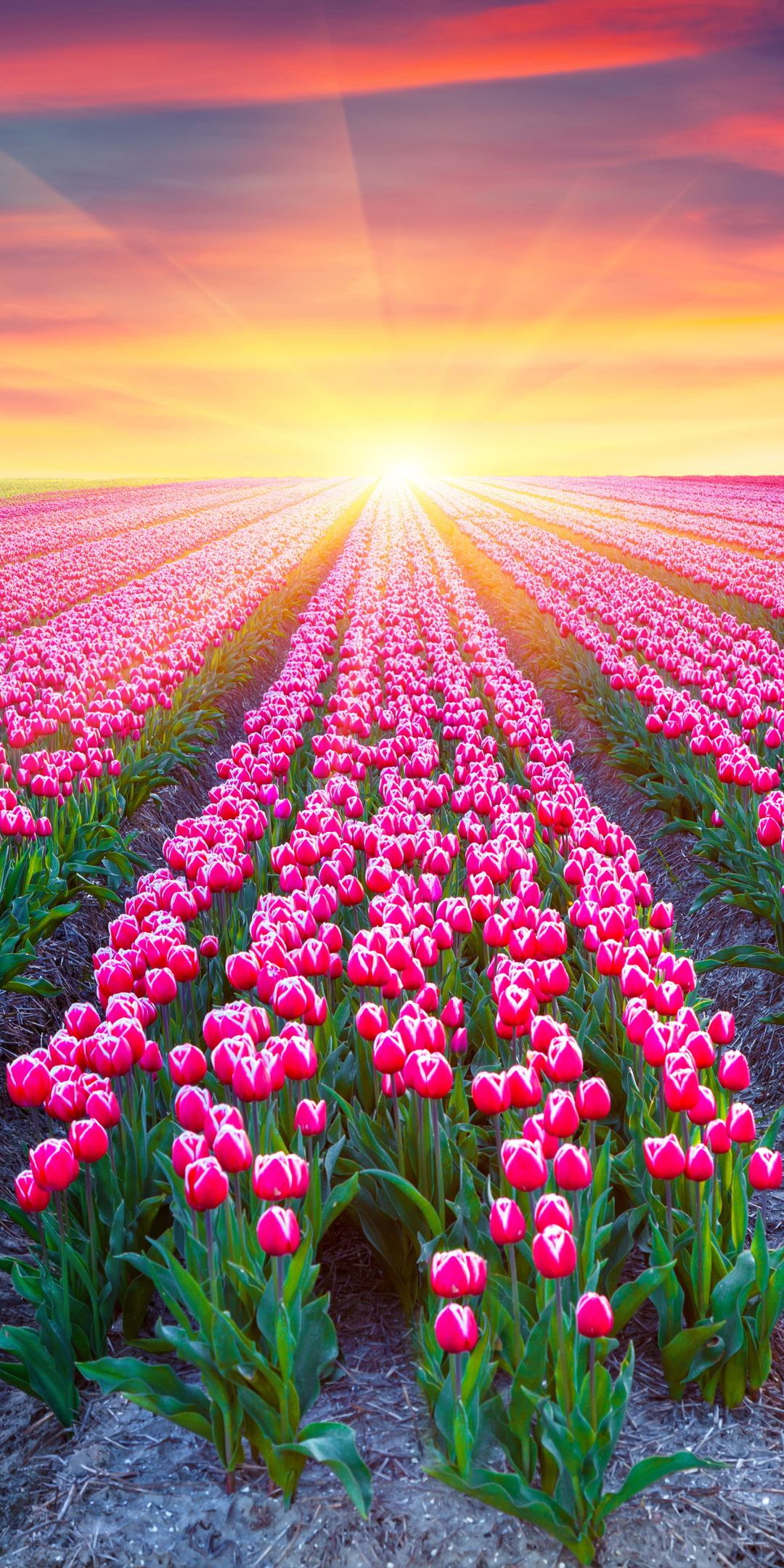 Descarga gratuita de fondo de pantalla para móvil de Flores, Flor Rosa, Campo, Tulipán, Atardecer, Tierra/naturaleza, Brillo Solar, Puesta De Sol.