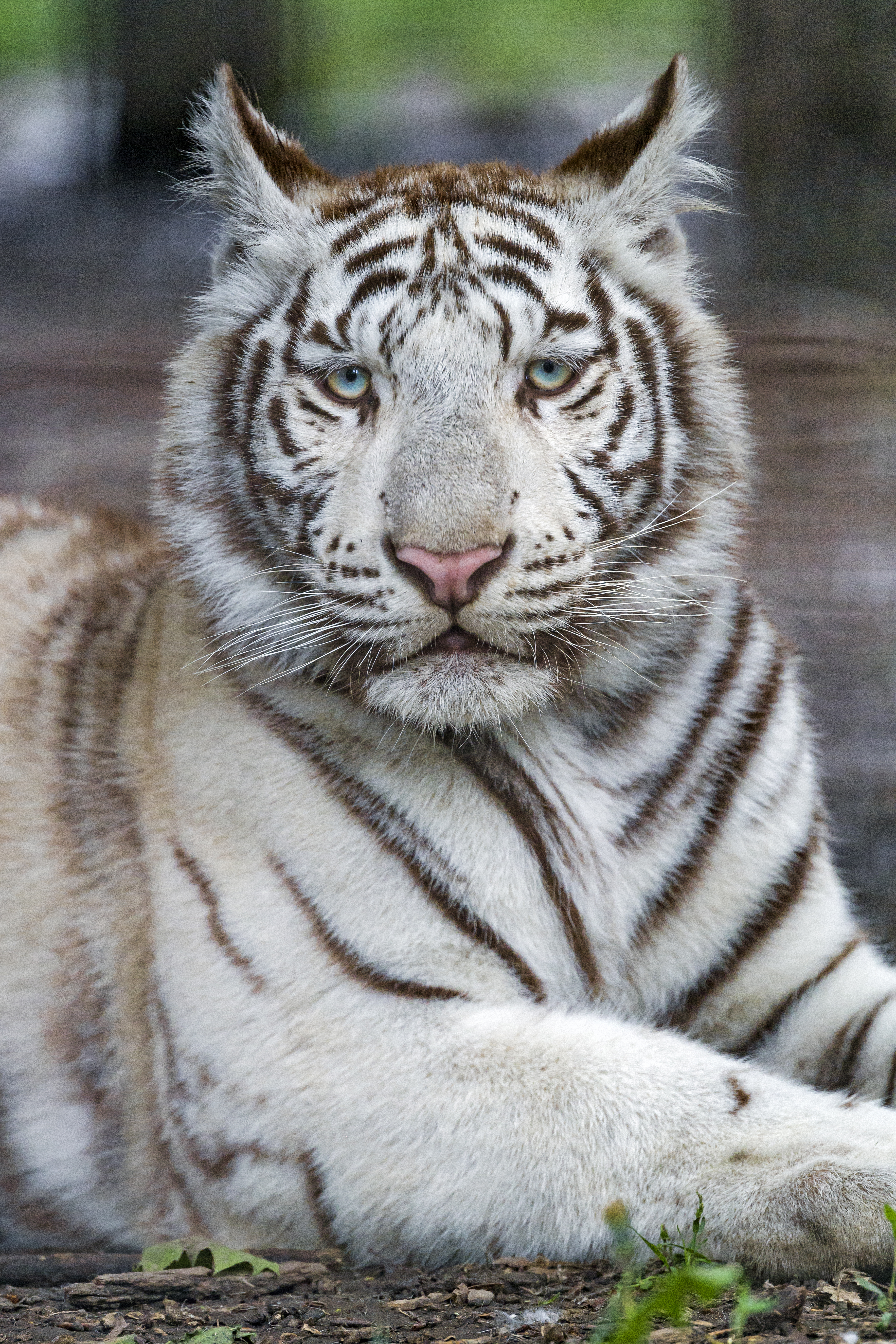 tiger, white, animals, predator, beast, albino Full HD