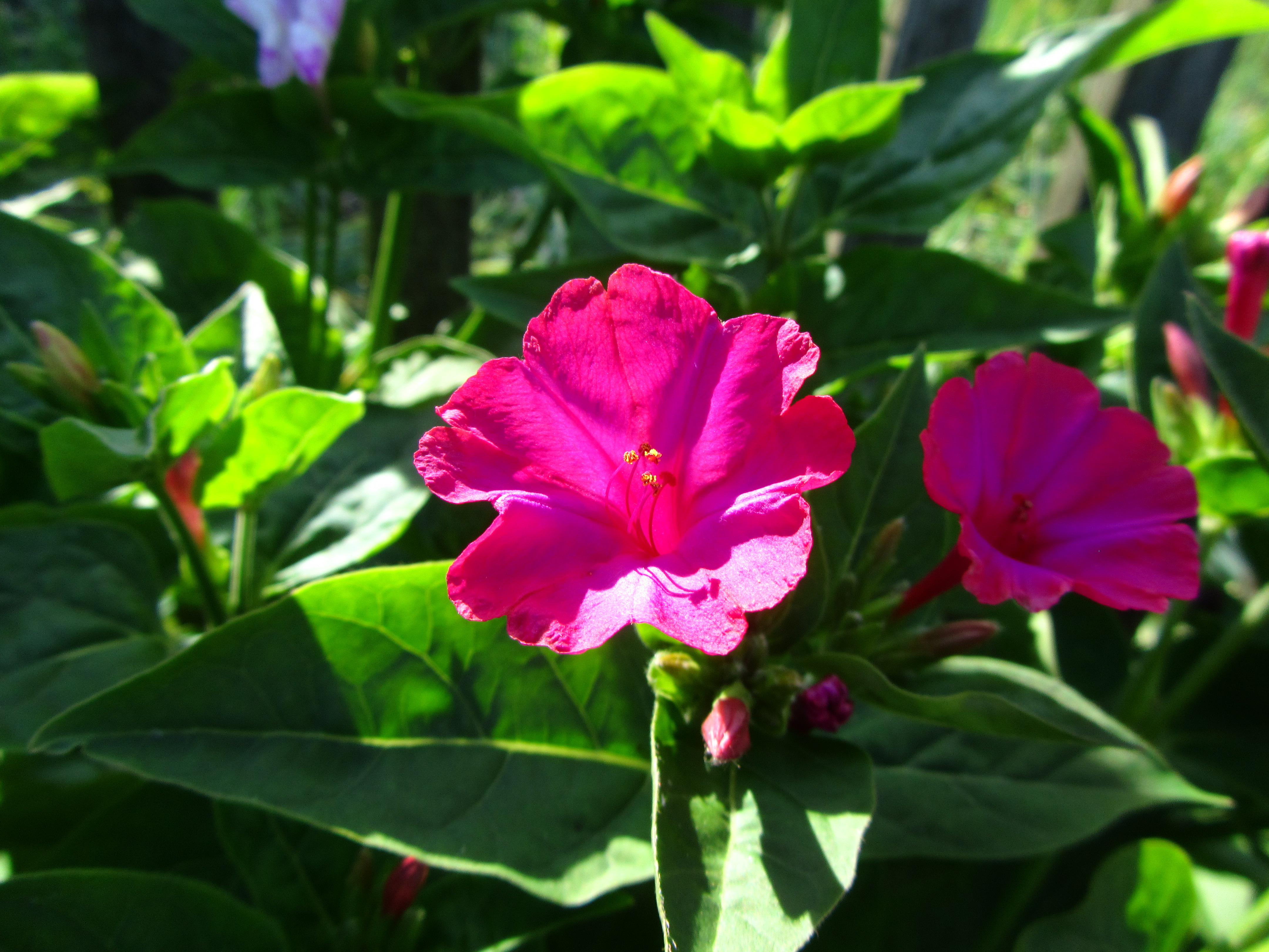 Descarga gratuita de fondo de pantalla para móvil de Flores, Flor, Tierra/naturaleza.