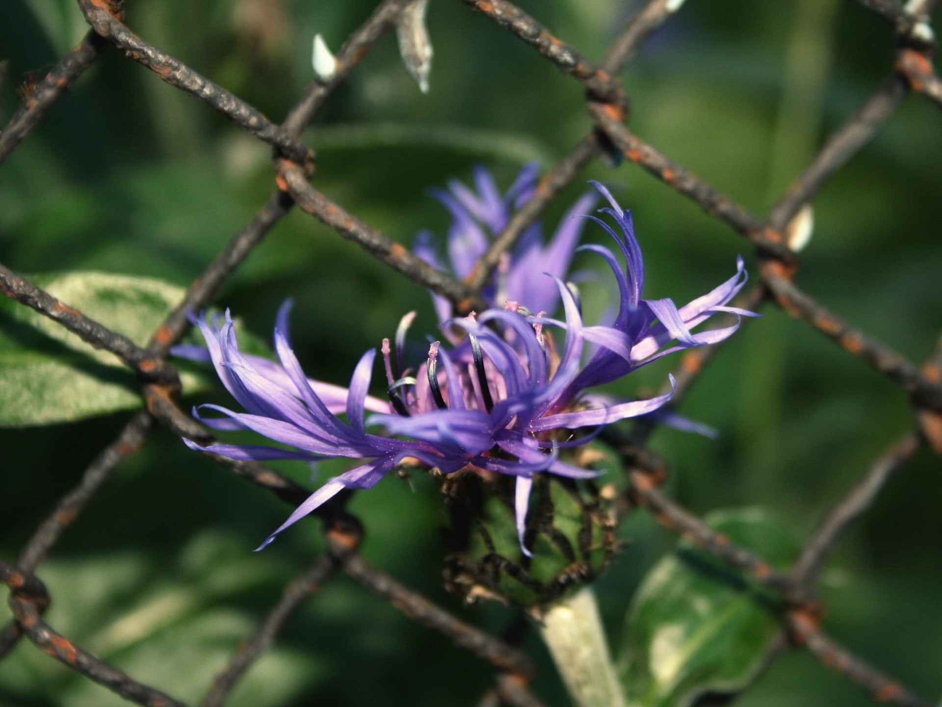 Handy-Wallpaper Blumen, Blume, Erde/natur kostenlos herunterladen.