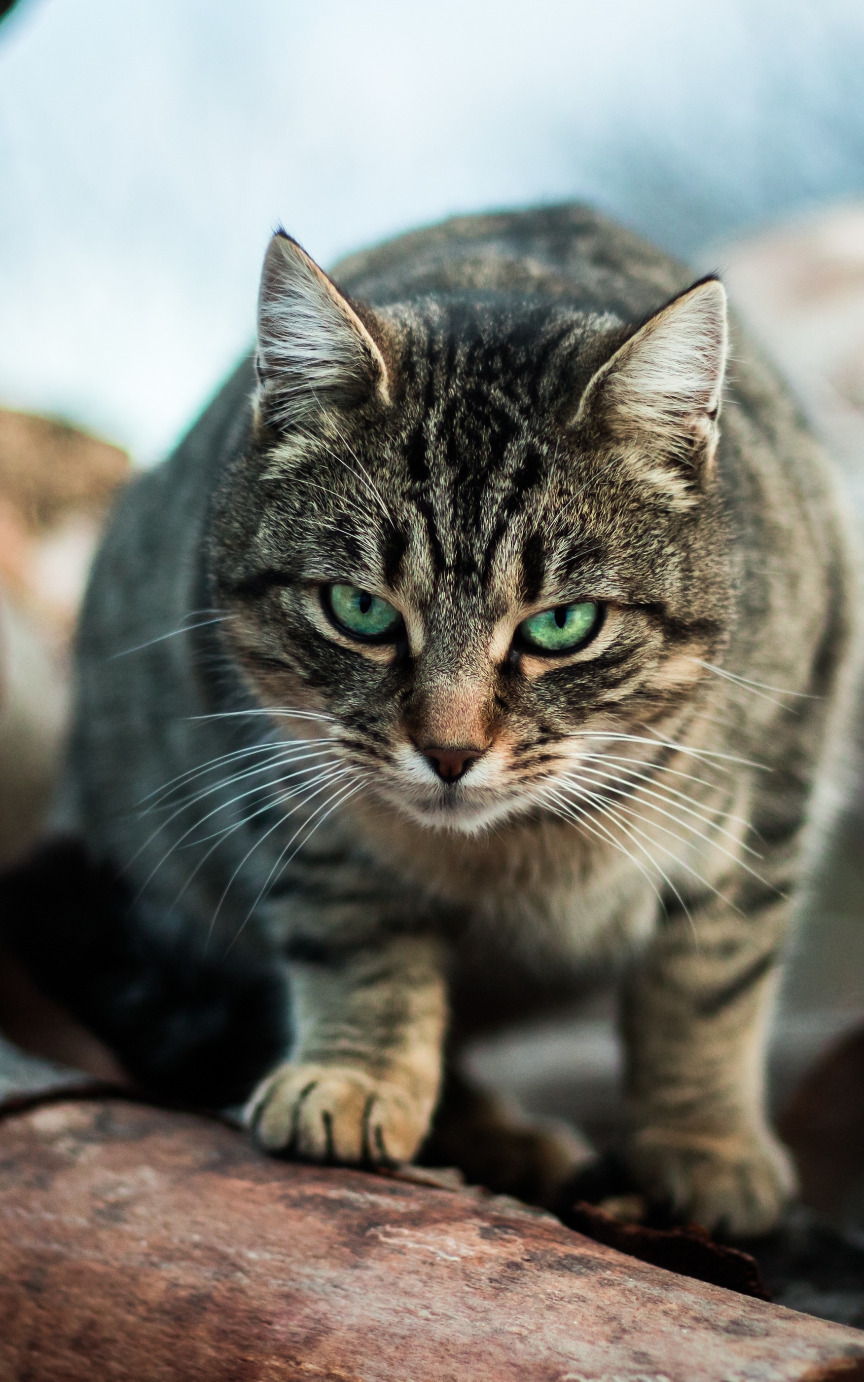 Baixar papel de parede para celular de Animais, Gatos, Gato, Olhos Verdes, Olhar Fixamente gratuito.