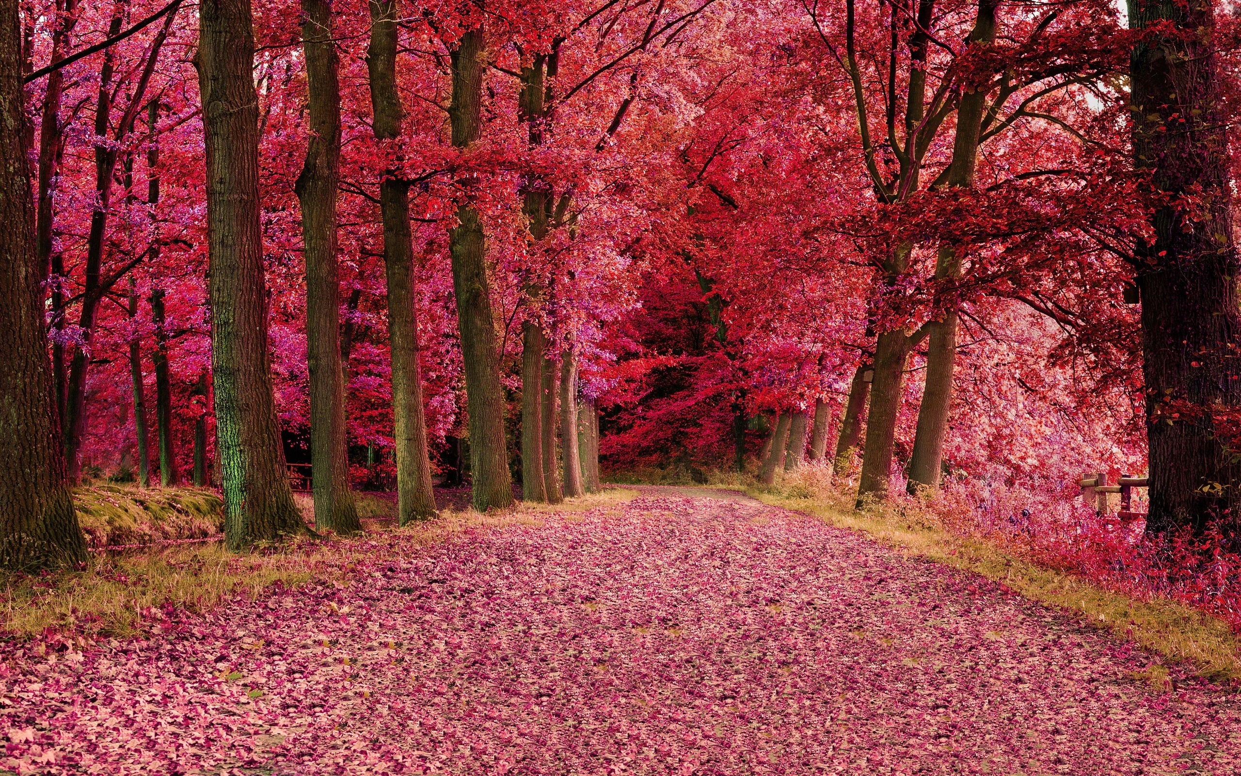 Скачать картинку Природа, Осень, Дерево, Дорожка, Земля/природа, Обсаженный Деревьями в телефон бесплатно.