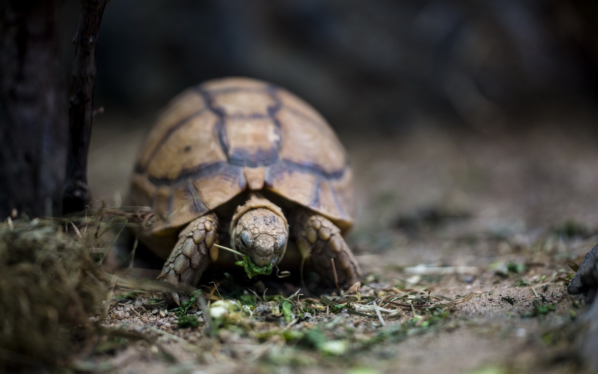 295000 Hintergrundbild herunterladen tiere, landschildkröten, schildkröten - Bildschirmschoner und Bilder kostenlos