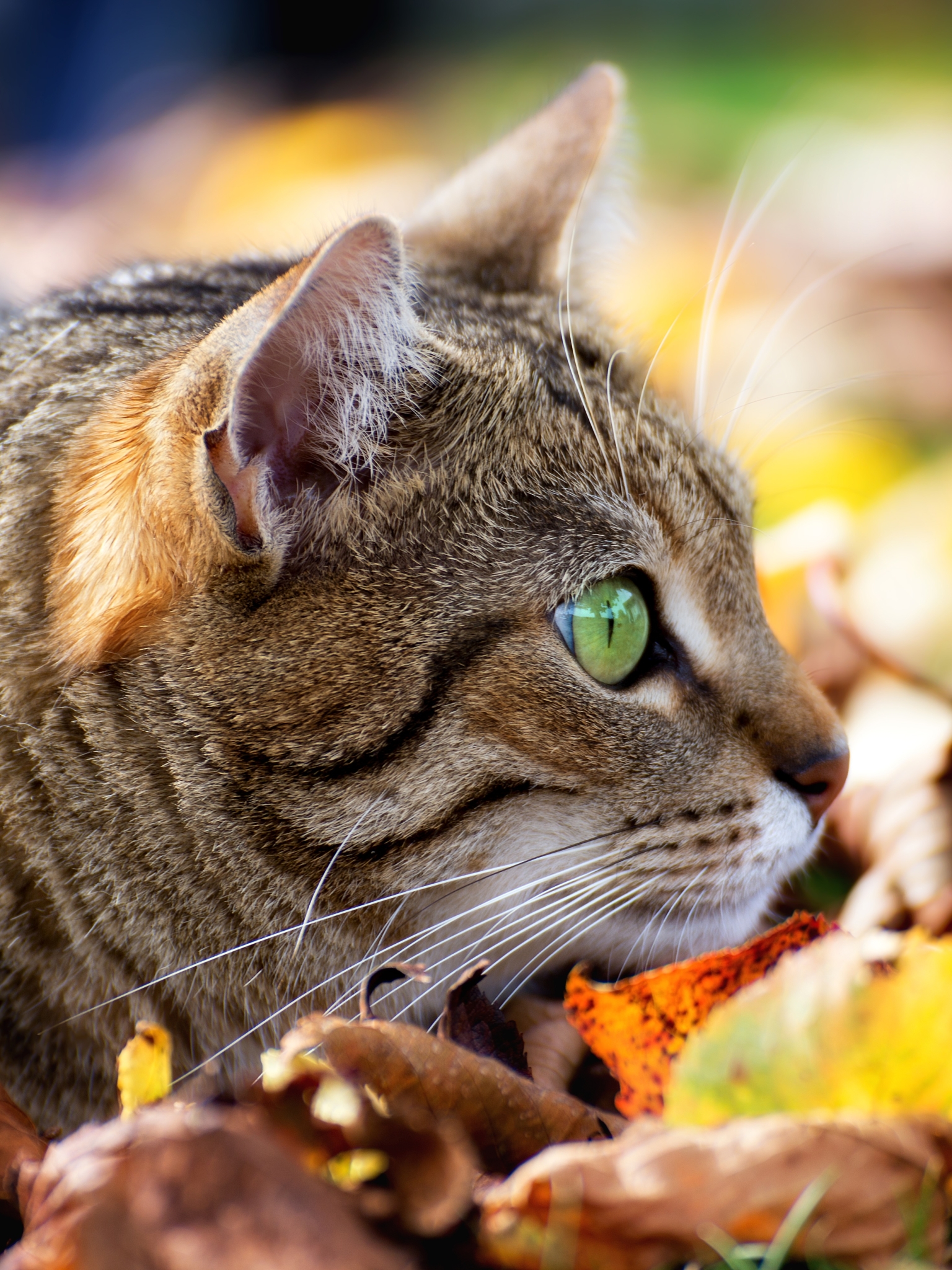 Laden Sie das Tiere, Katzen, Herbst, Katze, Blatt, Nahansicht, Starren-Bild kostenlos auf Ihren PC-Desktop herunter