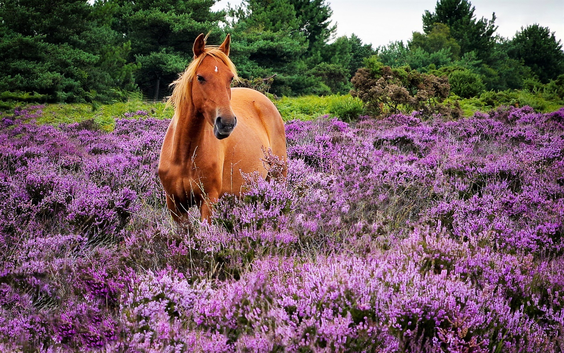 Free download wallpaper Field, Animal, Horse, Lavender on your PC desktop