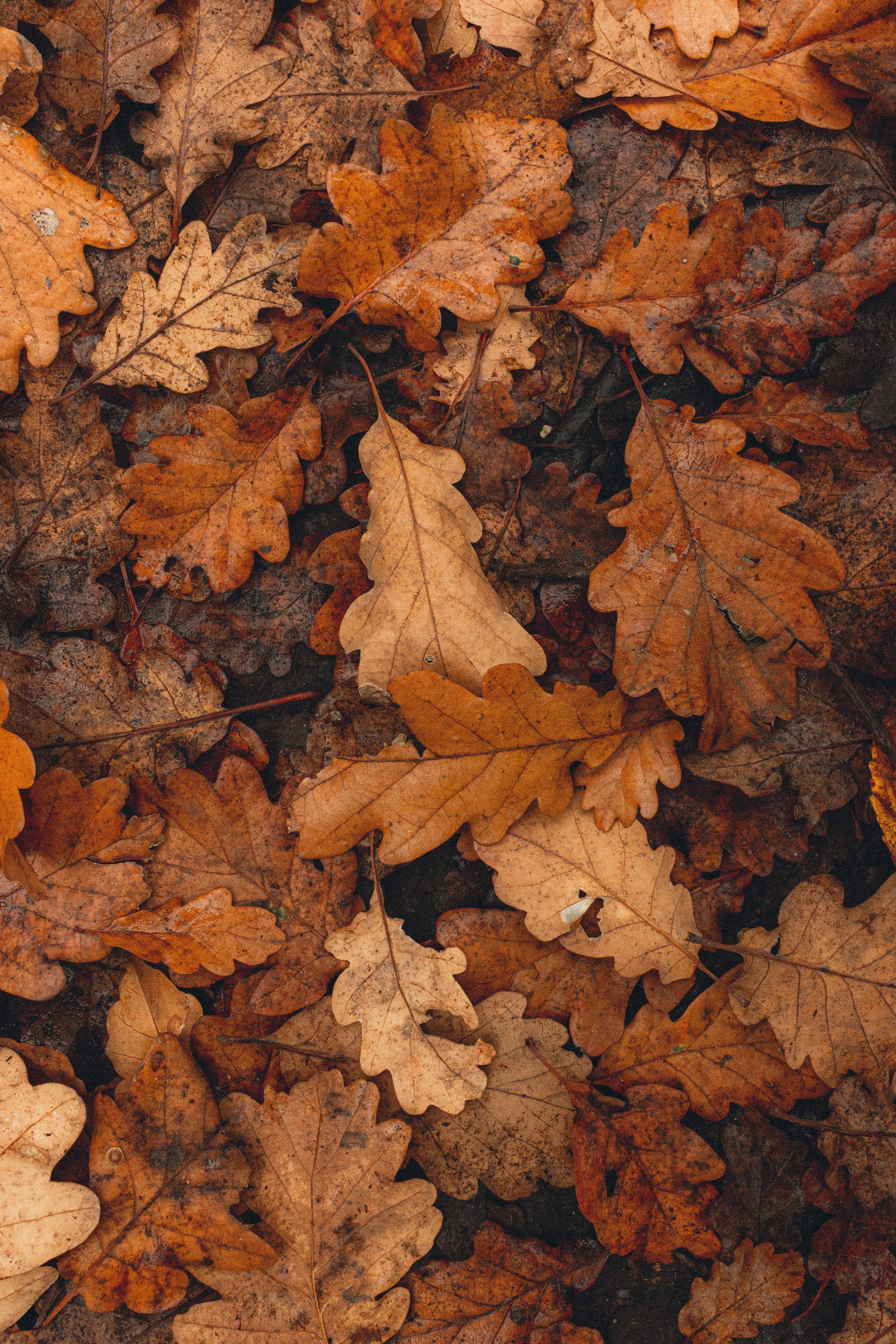 Download mobile wallpaper Macro, Dry, Leaves, Fallen, Brown, Autumn for free.