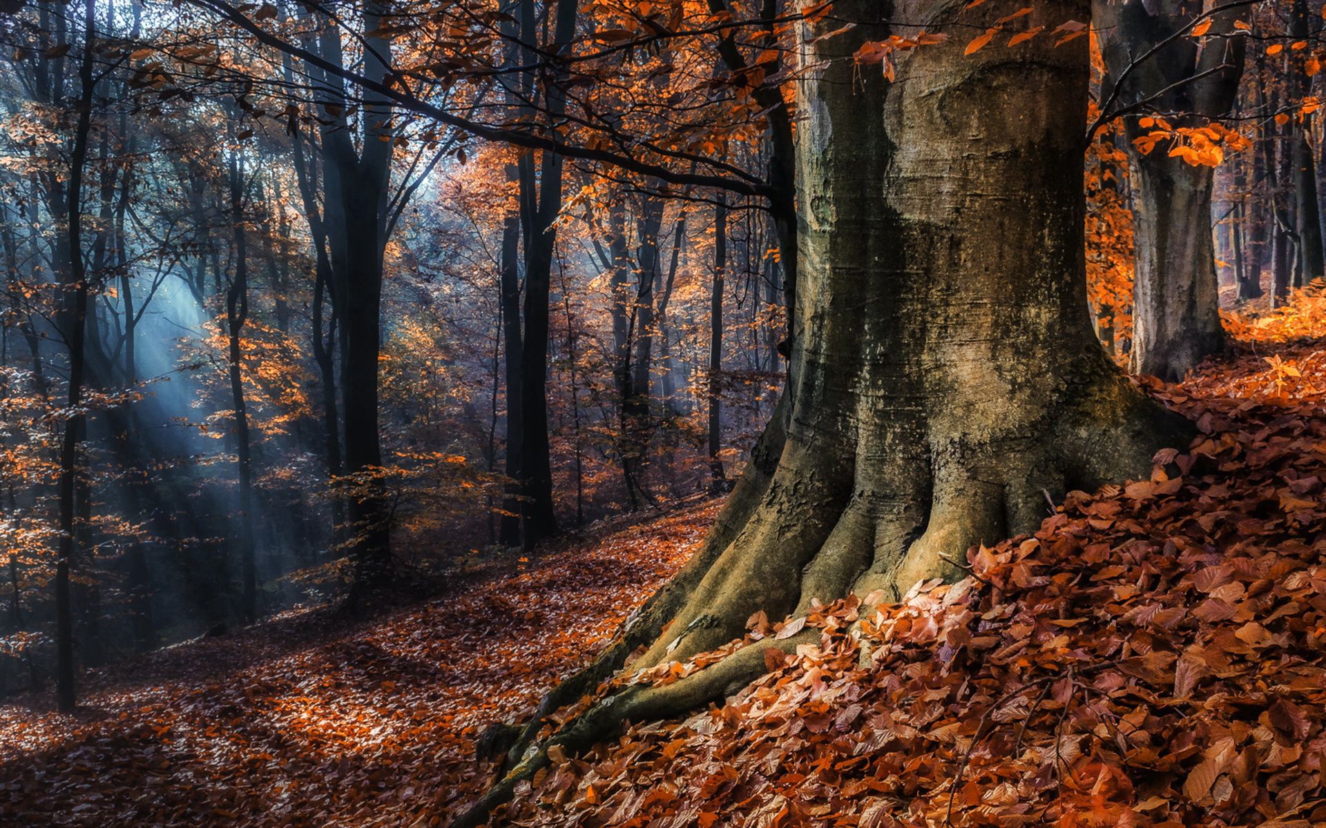 92116 descargar imagen árboles, naturaleza, otoño, bosque, follaje: fondos de pantalla y protectores de pantalla gratis
