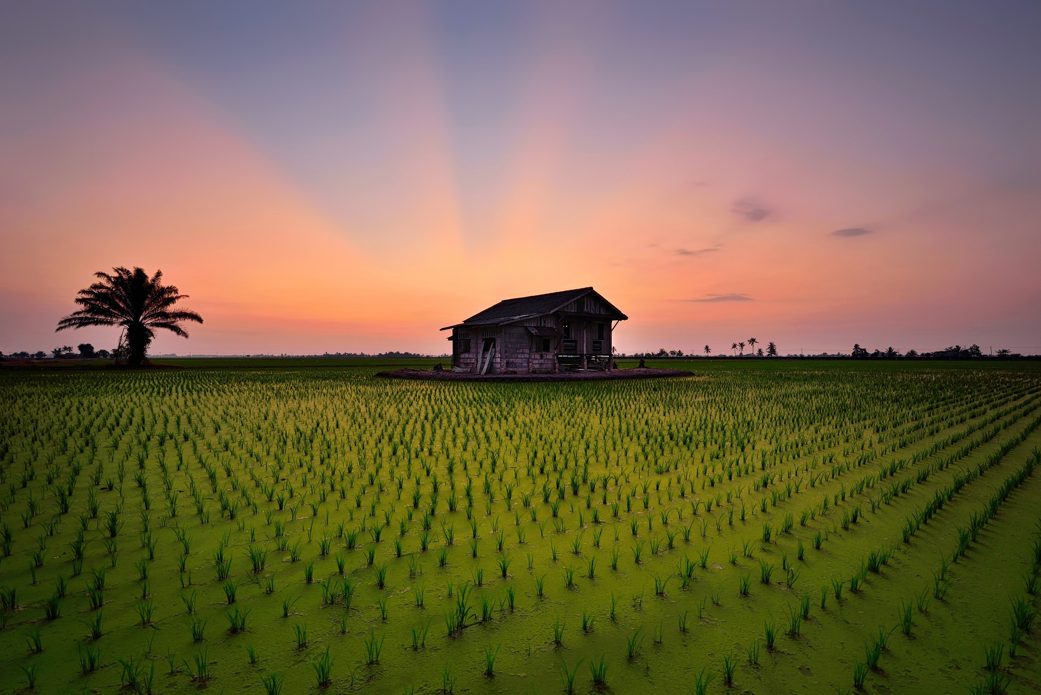 Free download wallpaper Sunset, Sky, Tree, Field, Farm, Man Made, Palm Tree on your PC desktop