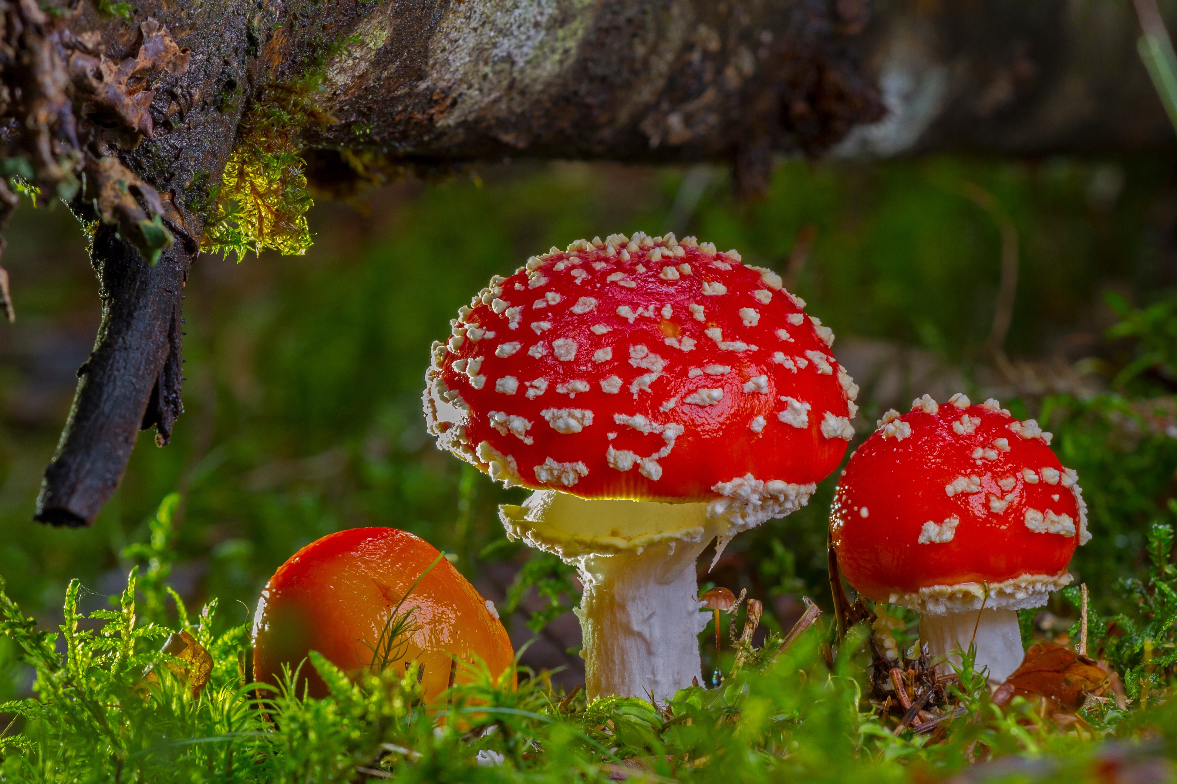 Téléchargez des papiers peints mobile Automne, Fermer, Champignon, La Nature, Terre/nature gratuitement.