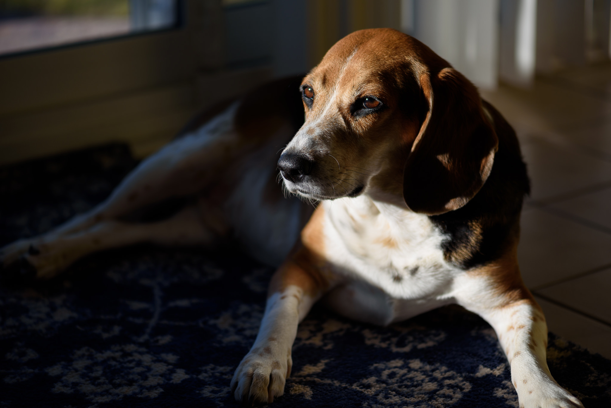 Handy-Wallpaper Tiere, Hunde, Hund, Sonnenlicht, Beagle kostenlos herunterladen.