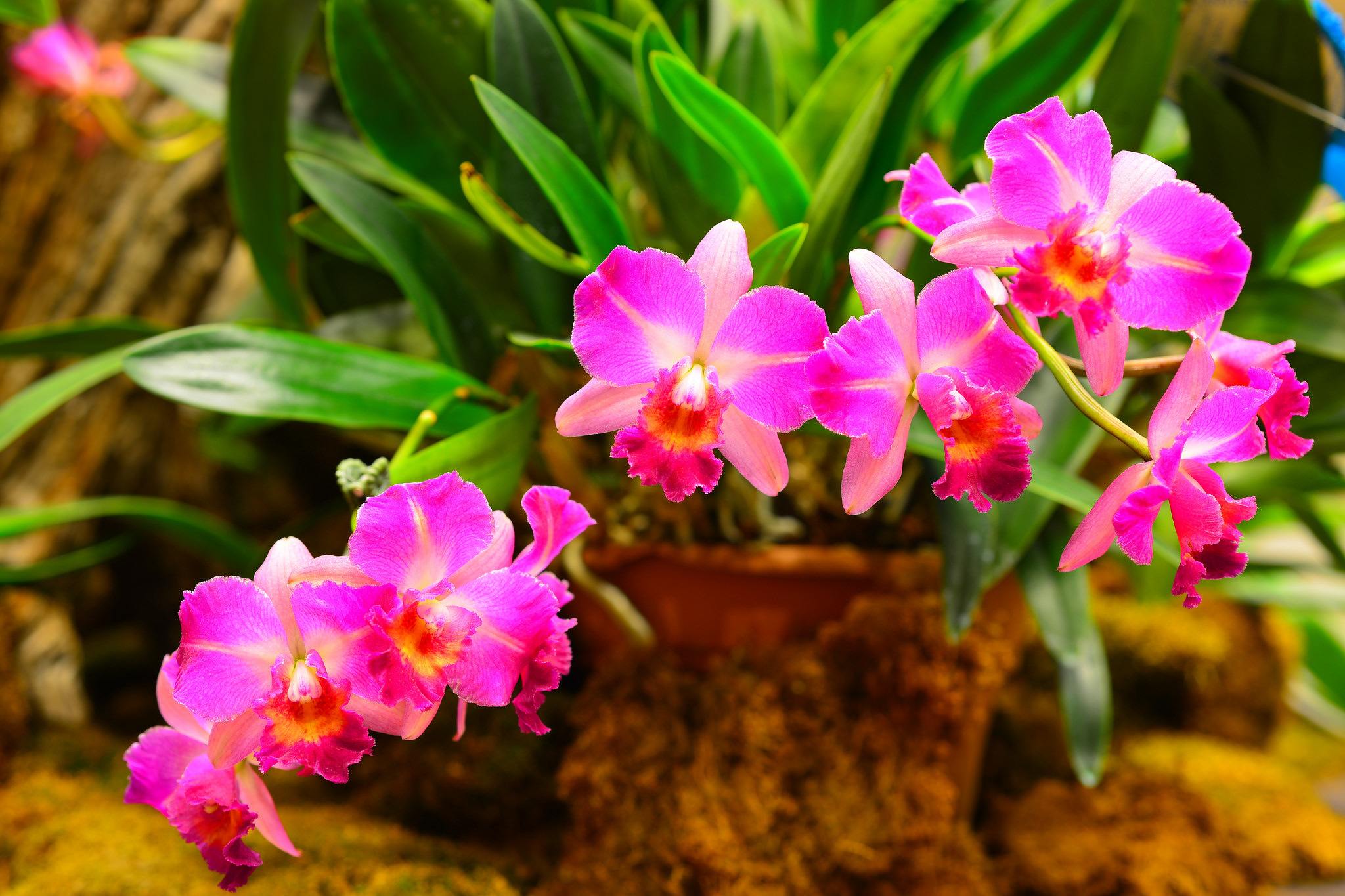 Laden Sie das Blumen, Blume, Blatt, Orchidee, Erde/natur, Pinke Blume-Bild kostenlos auf Ihren PC-Desktop herunter