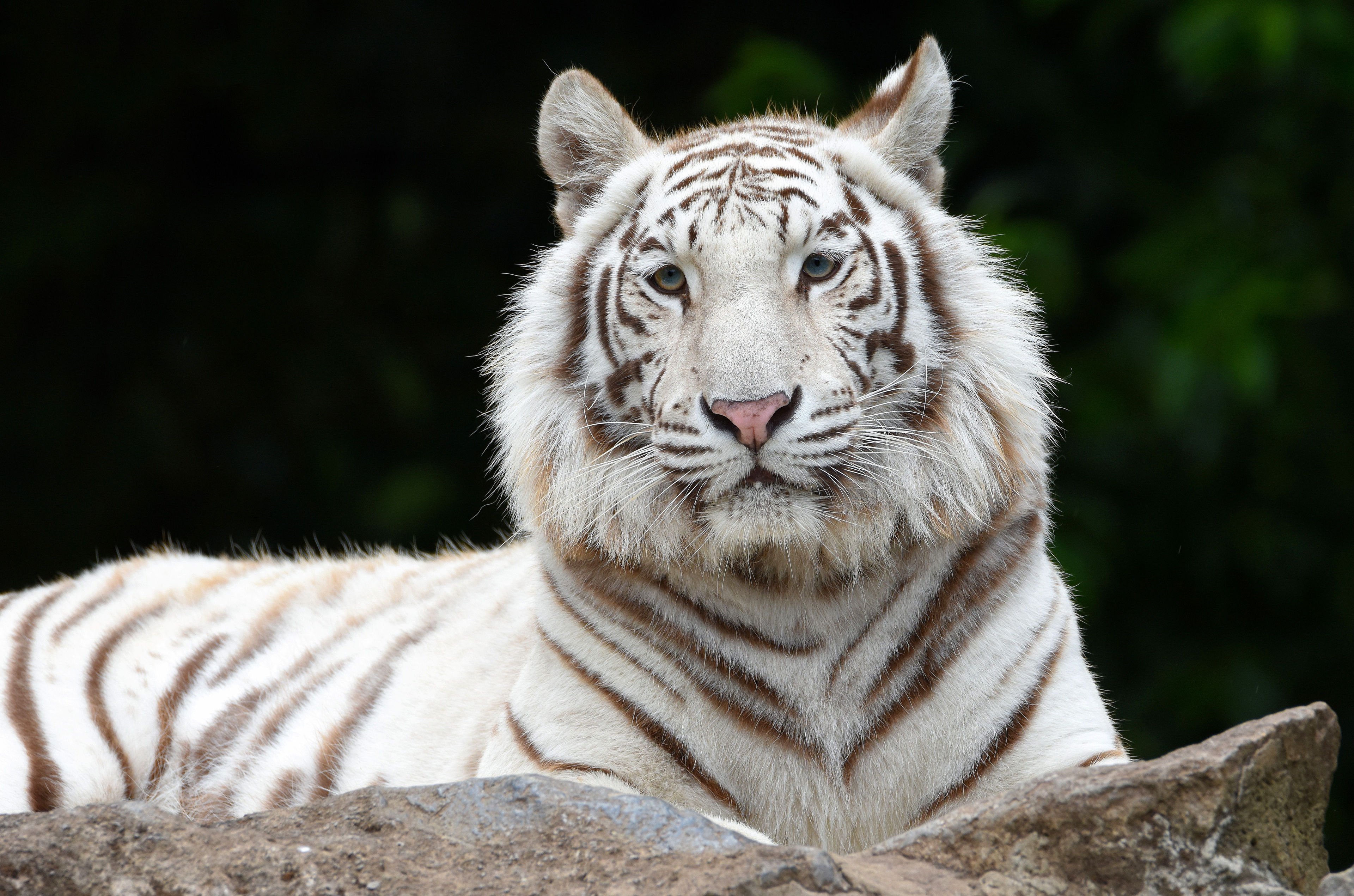 Free download wallpaper Cats, Tiger, Animal, White Tiger on your PC desktop