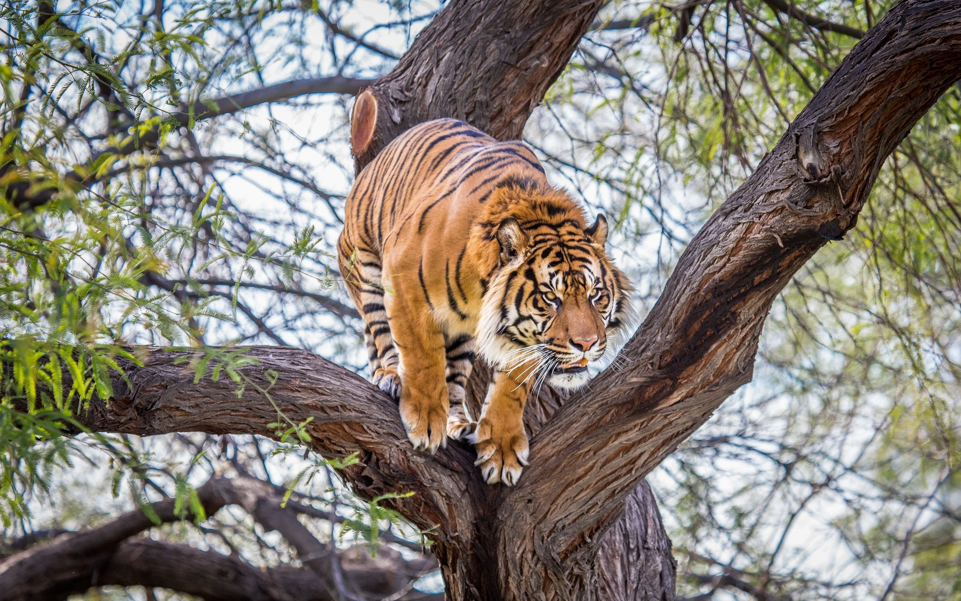 Baixe gratuitamente a imagem Animais, Gatos, Tigre na área de trabalho do seu PC