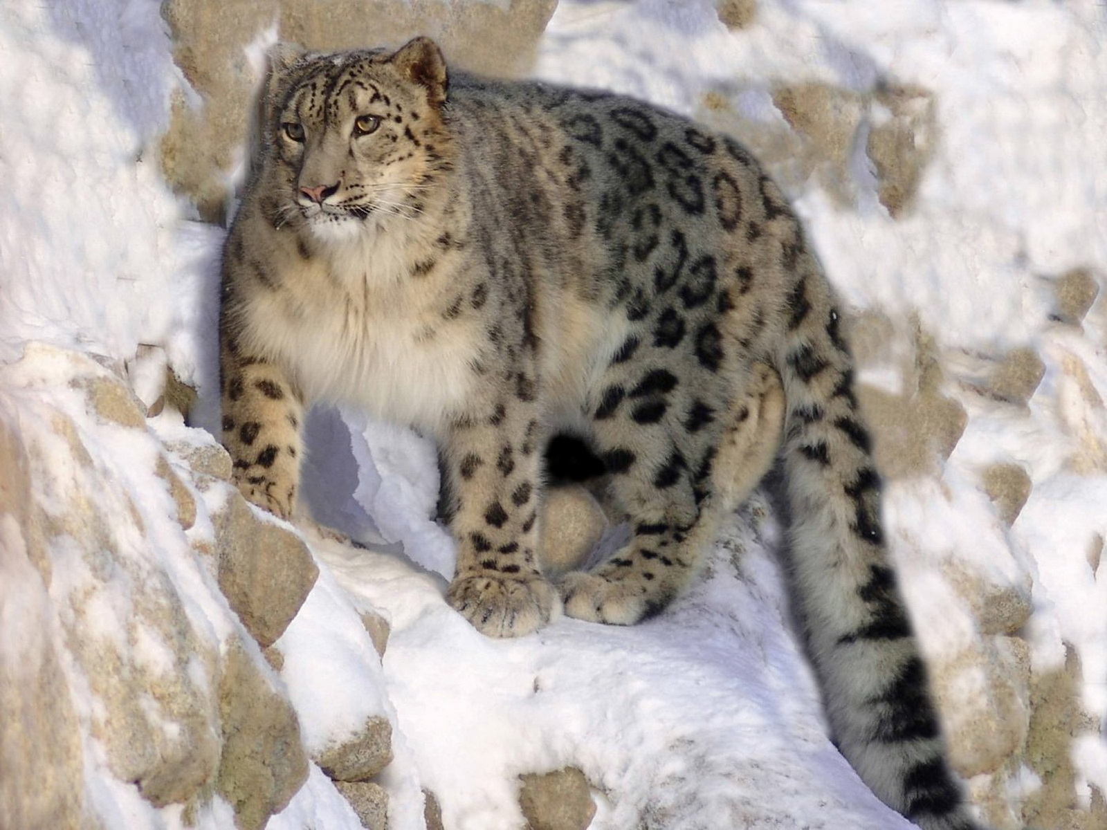 164006 baixar papel de parede animais, leopardo das neves, gatos - protetores de tela e imagens gratuitamente