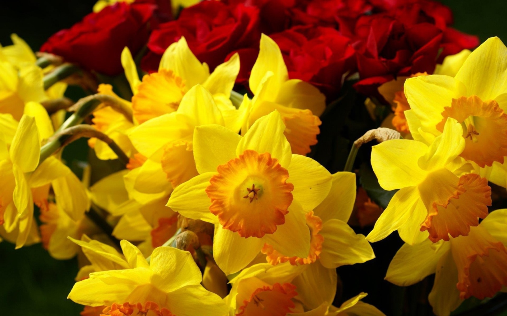無料モバイル壁紙水仙, 黄色い花, フラワーズ, 花, 地球をダウンロードします。
