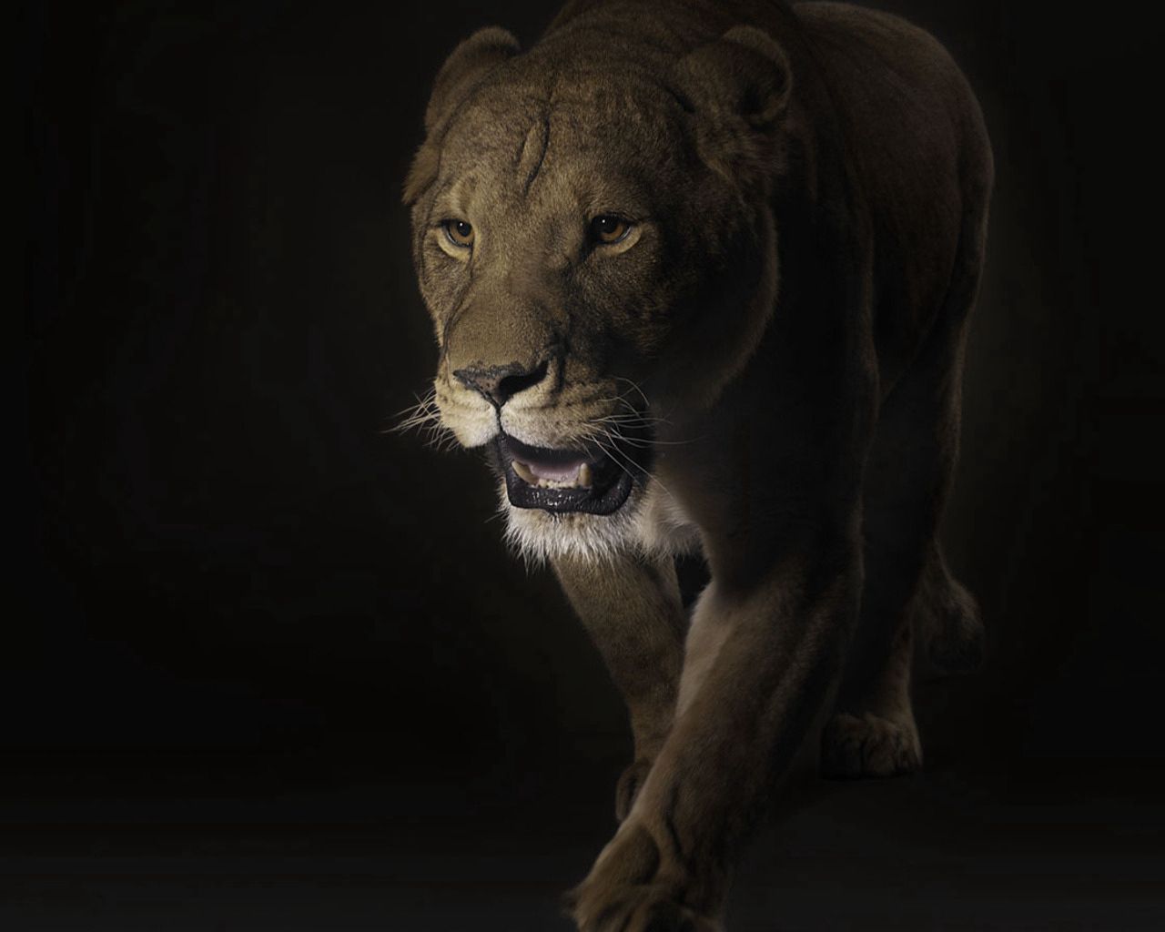 Download mobile wallpaper Lion, Muzzle, Animals, Predator, Shadow, Big Cat, Dark for free.