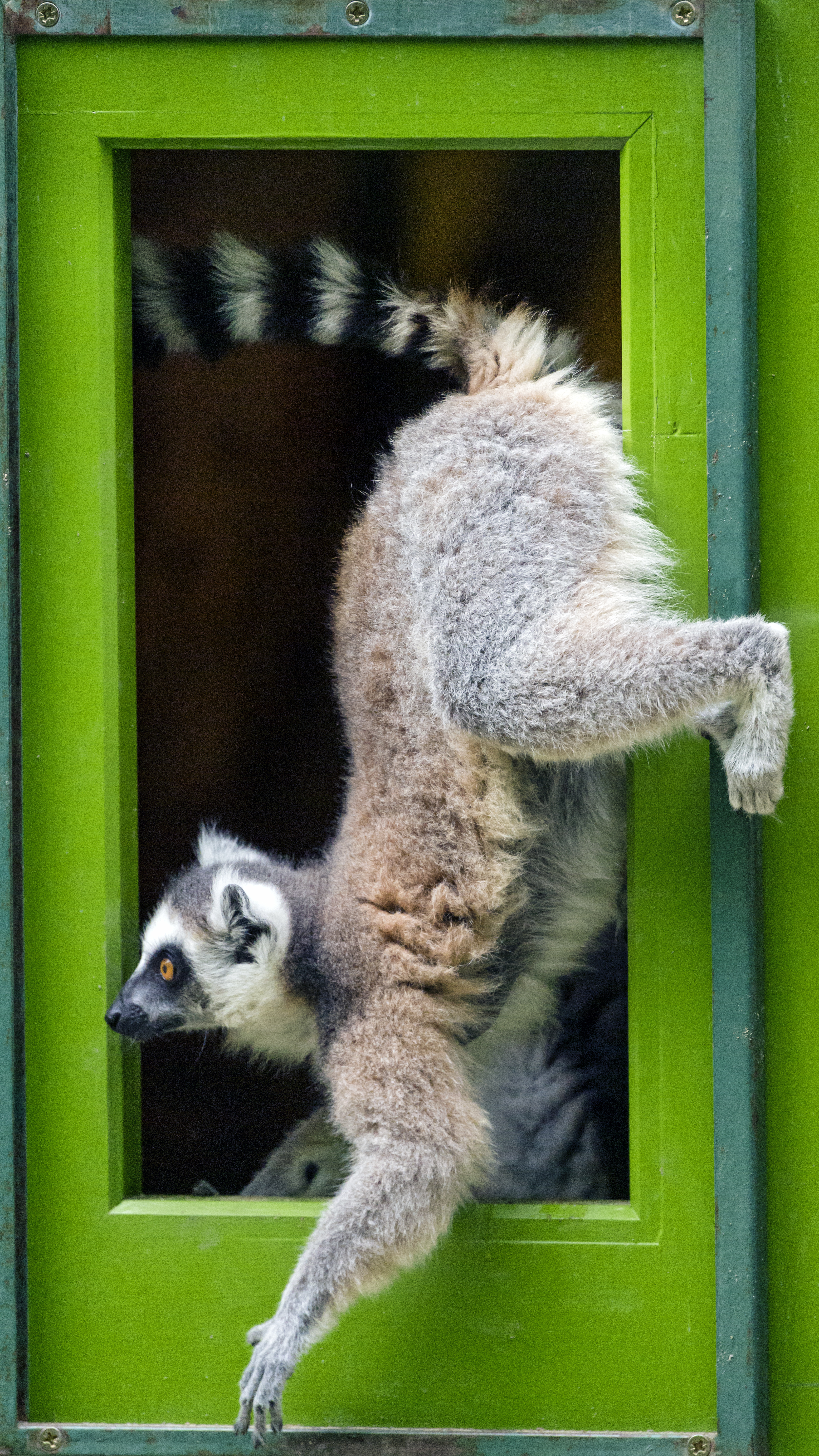 60262 Hintergrundbild herunterladen lemur, tiere, tier, komisch, lustig, eine tür, die tür - Bildschirmschoner und Bilder kostenlos