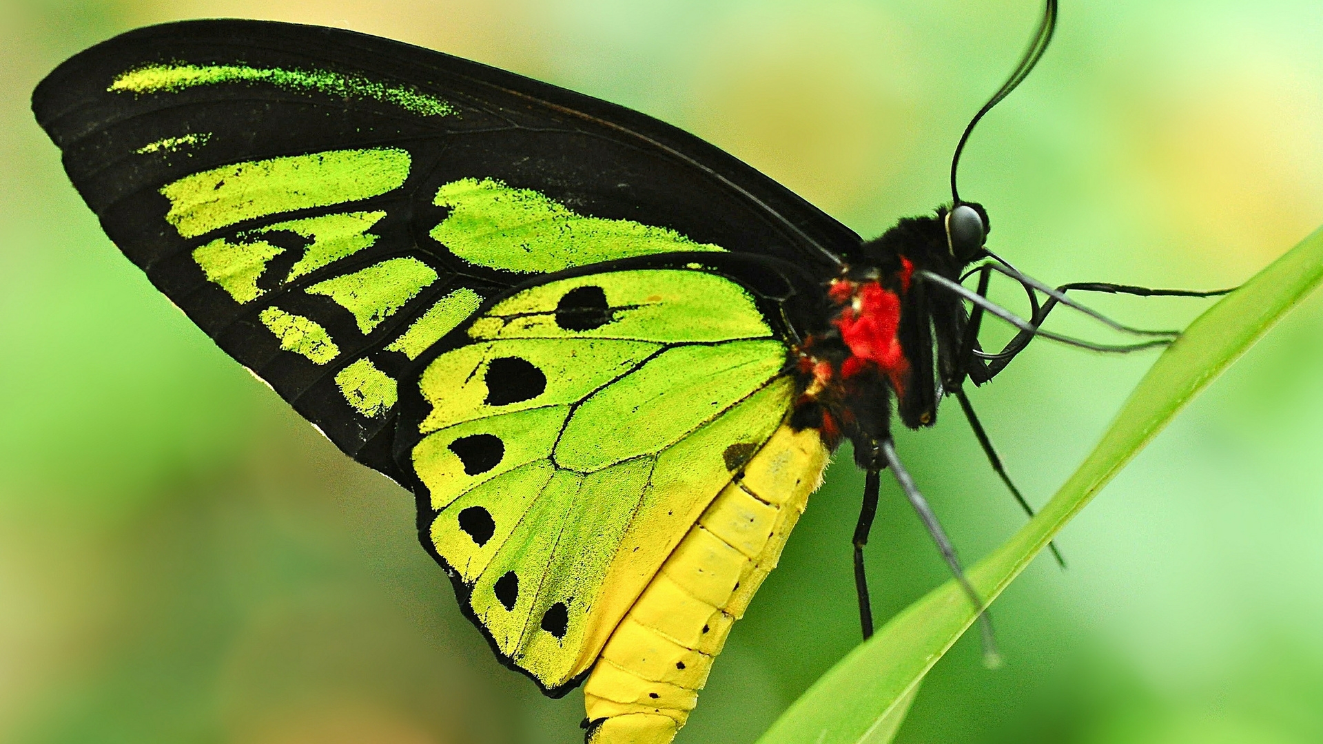 Laden Sie das Tiere, Schmetterlinge, Blatt, Insekt, Nahansicht, Flügel-Bild kostenlos auf Ihren PC-Desktop herunter