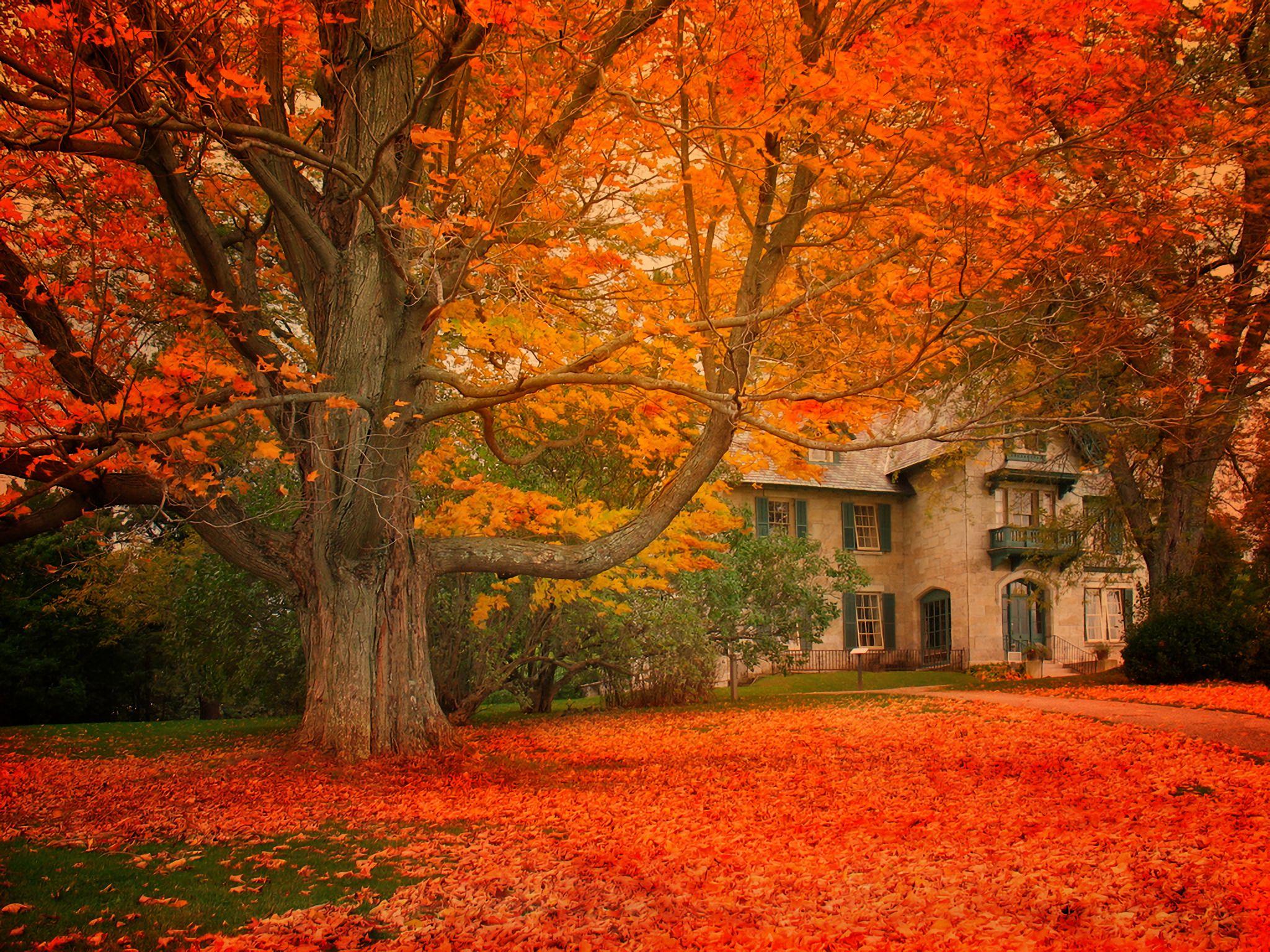 Скачать обои бесплатно Осень, Лес, Дом, Сделано Человеком, Оранжевый Цвет) картинка на рабочий стол ПК