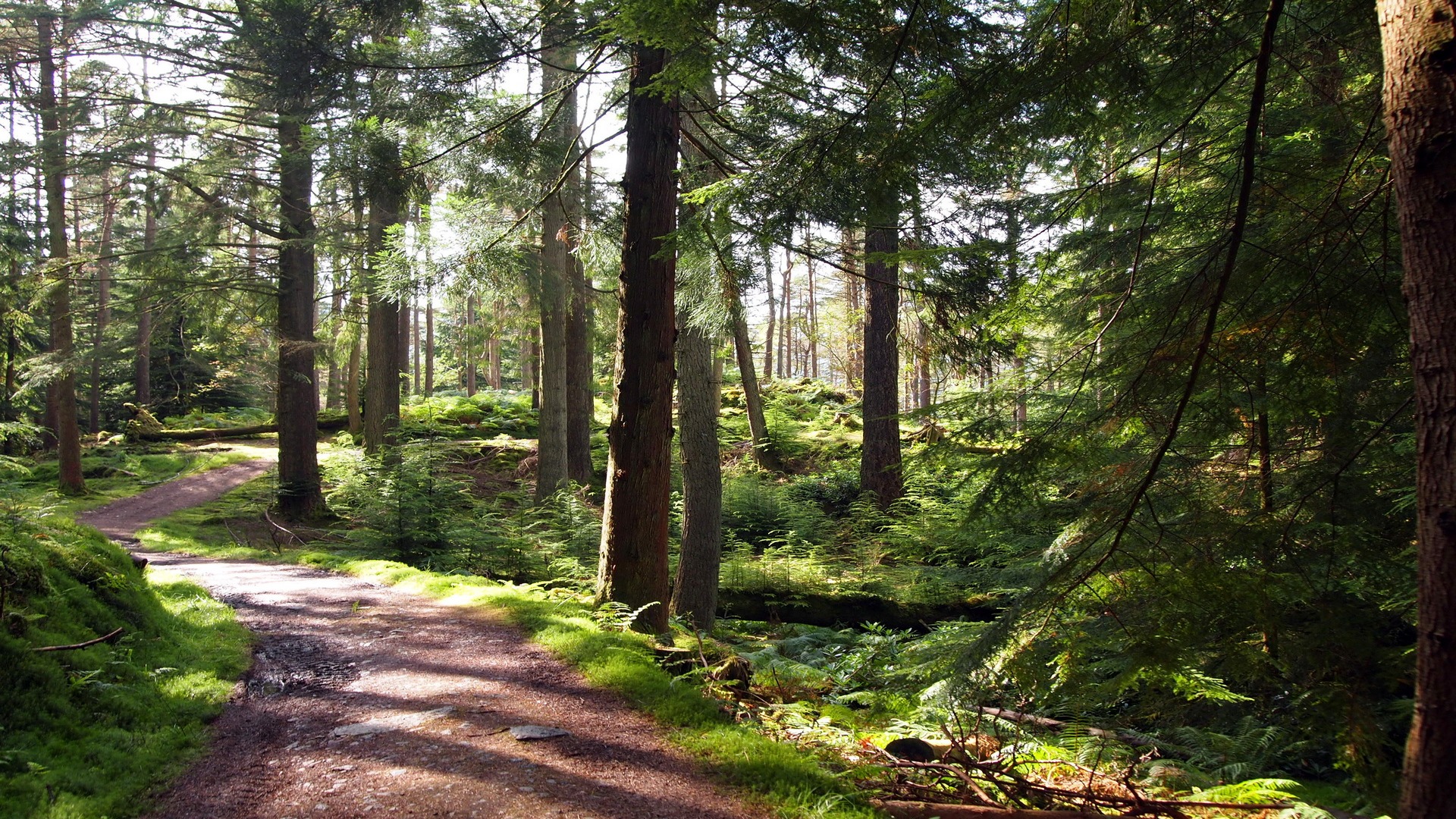 Laden Sie das Wald, Erde/natur-Bild kostenlos auf Ihren PC-Desktop herunter