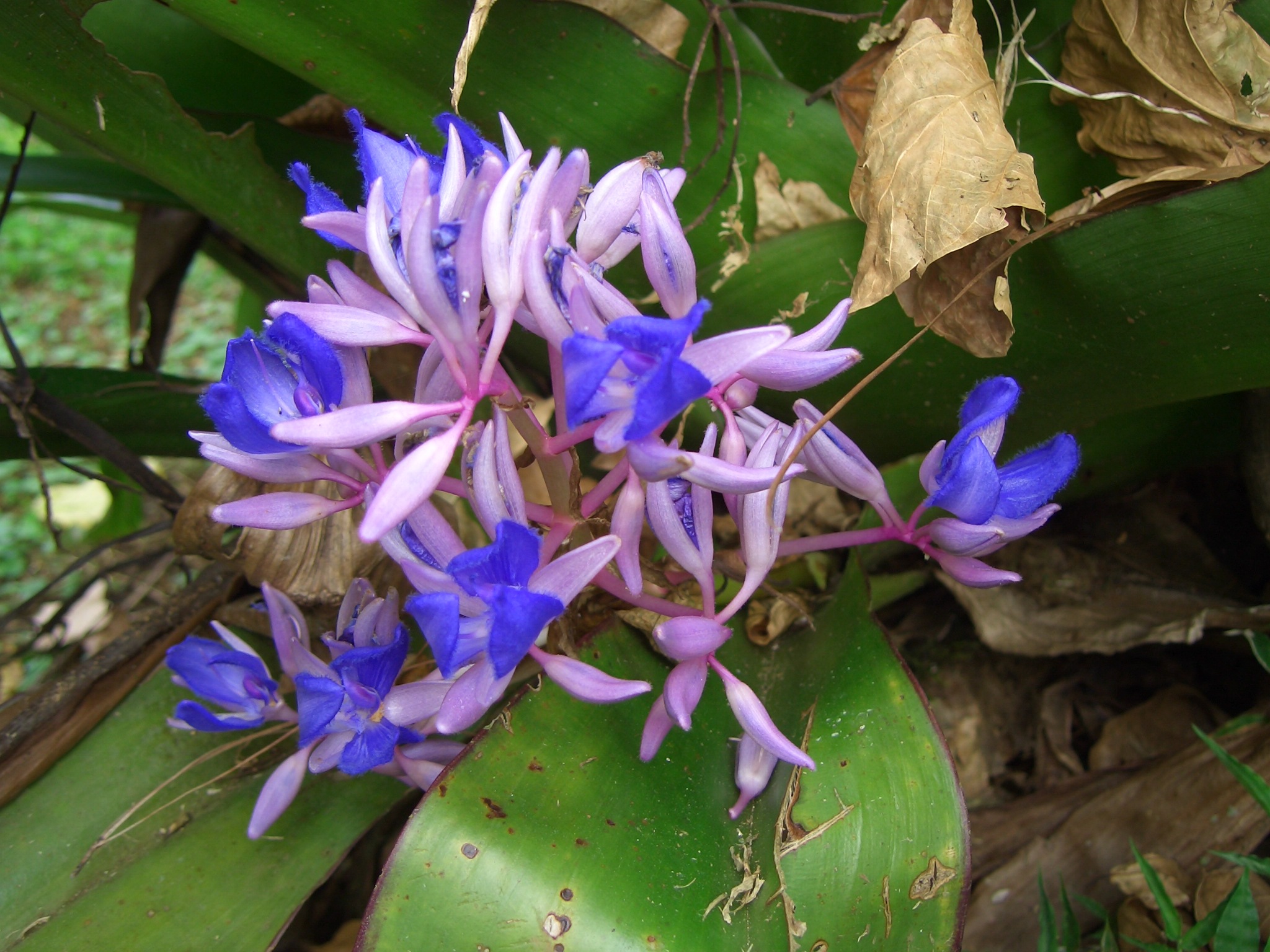 Descarga gratis la imagen Flor, Tierra/naturaleza en el escritorio de tu PC