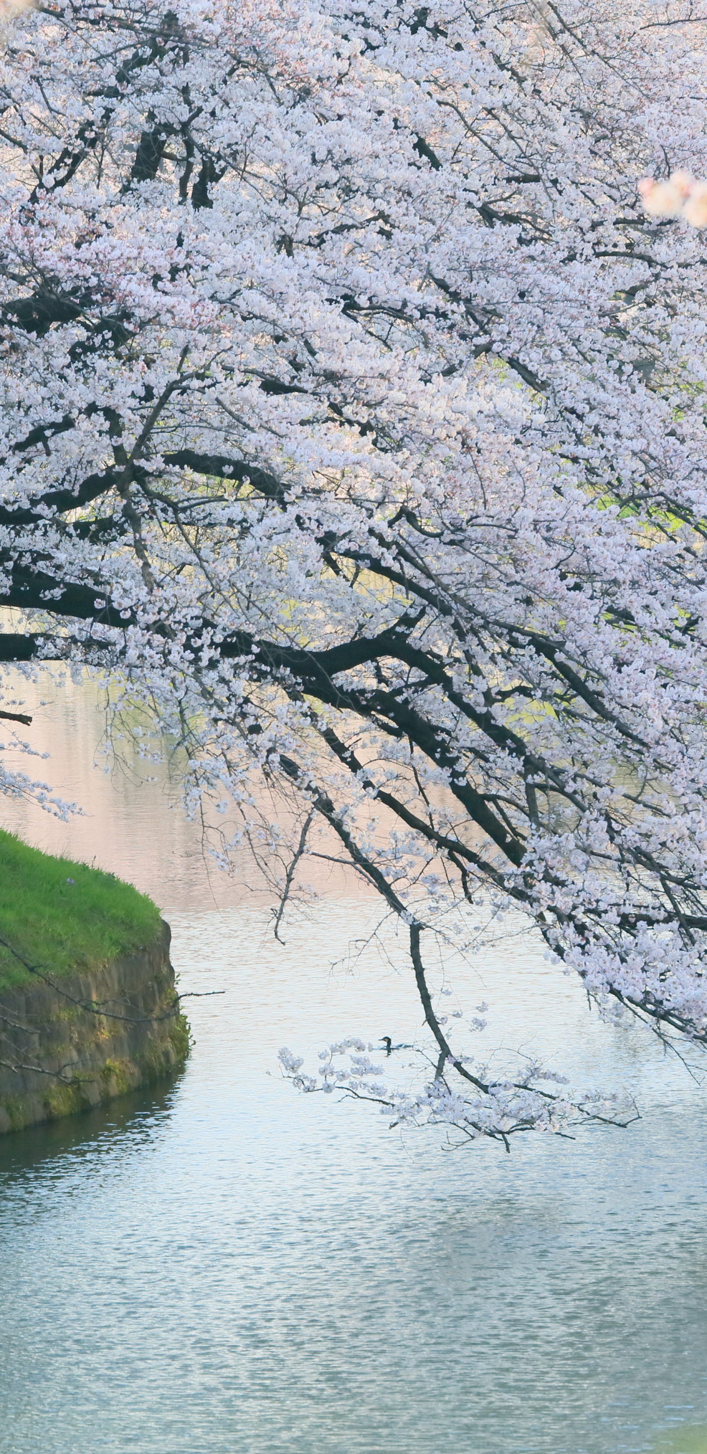 Descarga gratuita de fondo de pantalla para móvil de Sakura, Japón, Primavera, Flor De Cerezo, Tierra/naturaleza, Flor De Sakura, Cerezo.