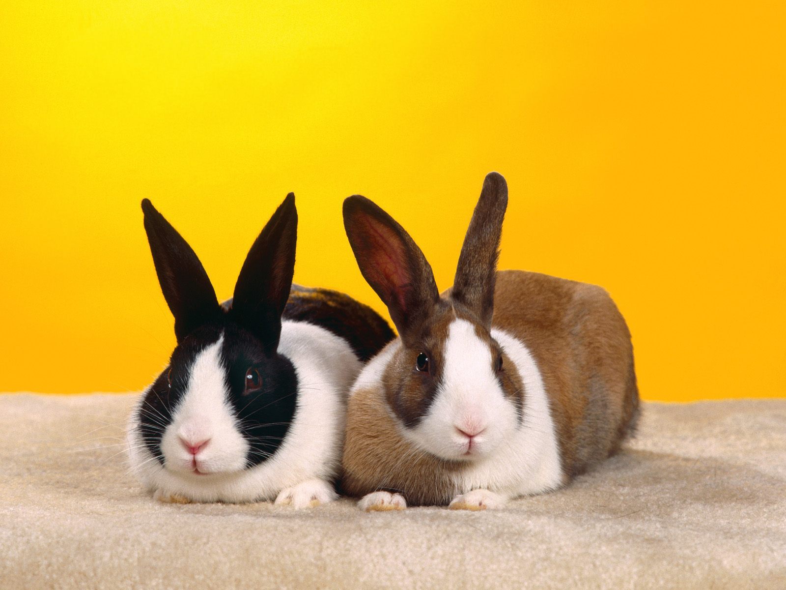 Скачать картинку Кролики, Животные в телефон бесплатно.