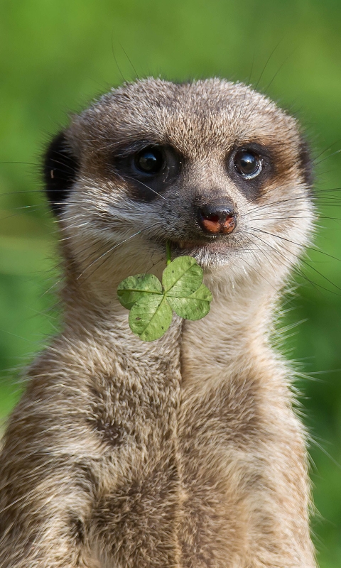 Handy-Wallpaper Tiere, Erdmännchen kostenlos herunterladen.