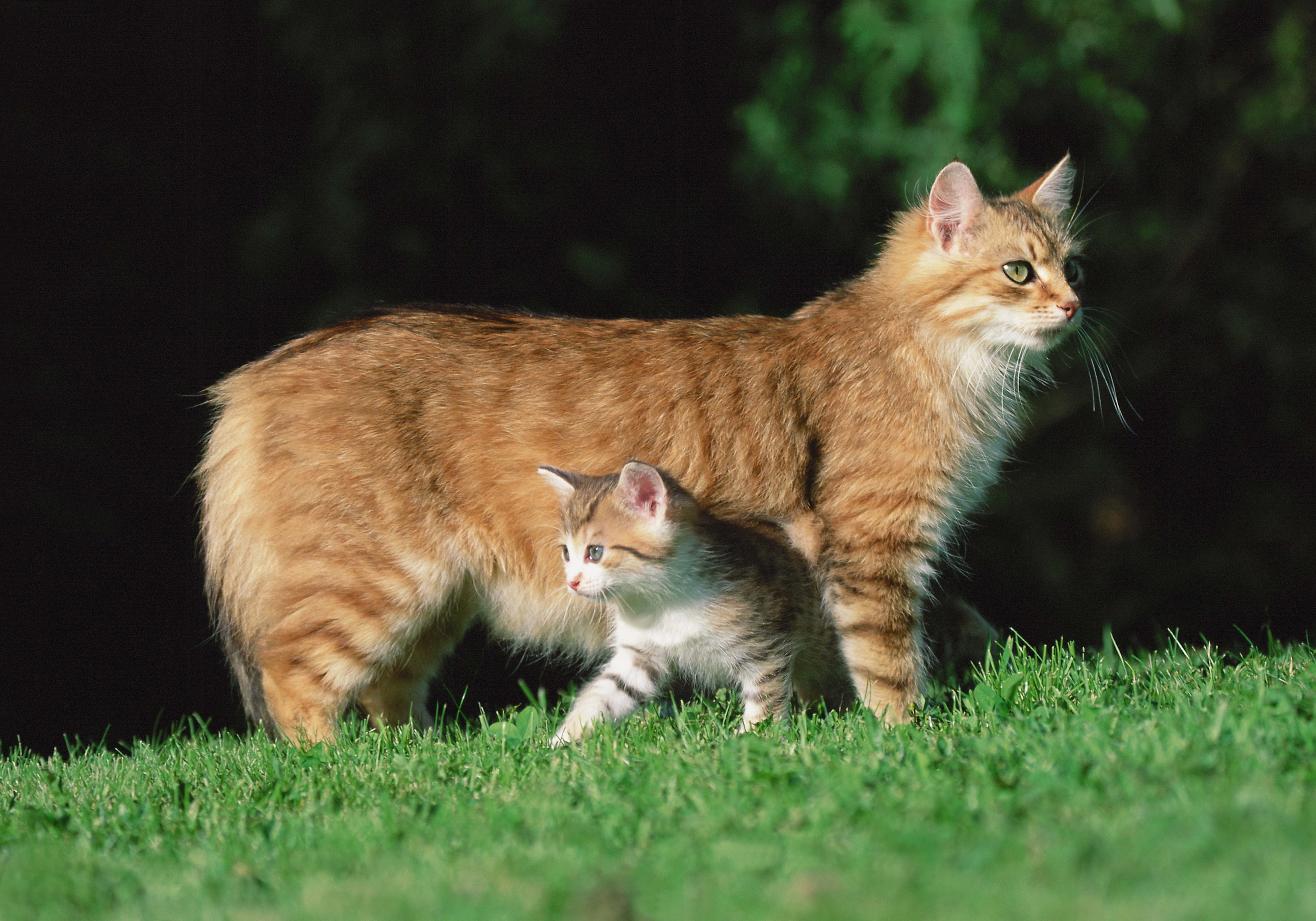 PCデスクトップにキティ, 草, 子猫, ネコ, 動物, 猫画像を無料でダウンロード