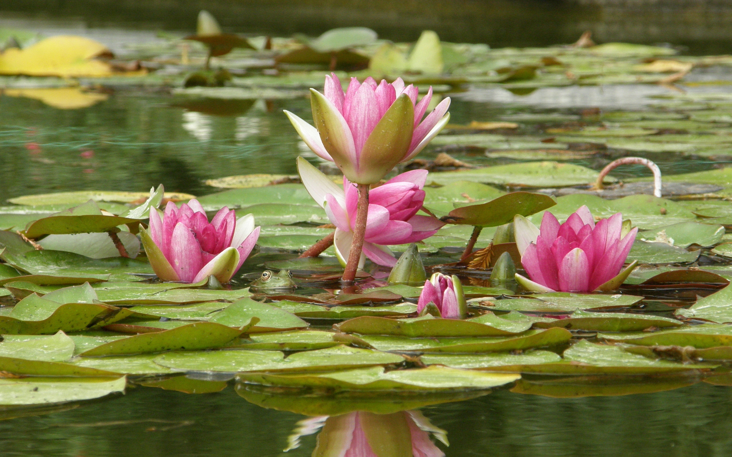 Handy-Wallpaper Lotus, Blume, Frosch, Erde/natur, Pinke Blume kostenlos herunterladen.