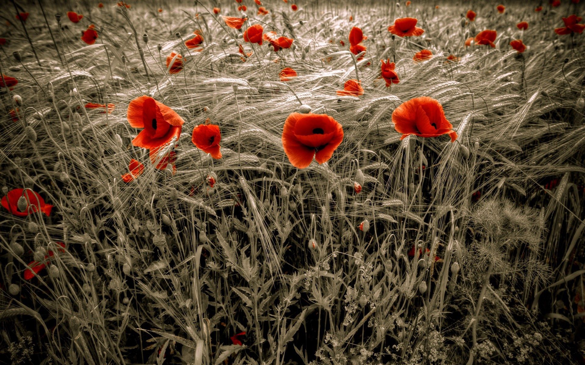 1920x1080 Background nature, flowers, poppies, red, field, ears, spikes
