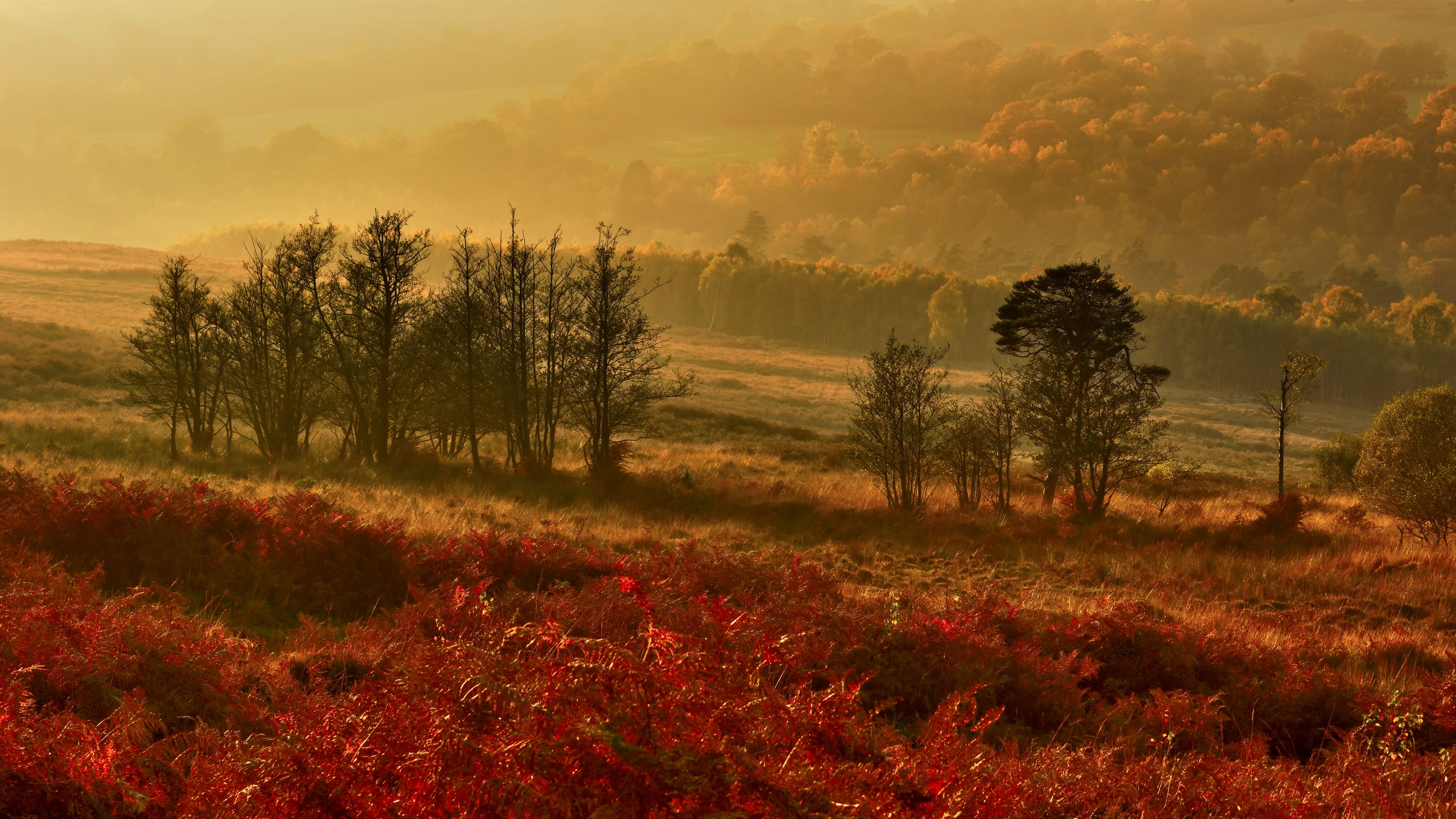 Descarga gratis la imagen Paisaje, Tierra/naturaleza en el escritorio de tu PC