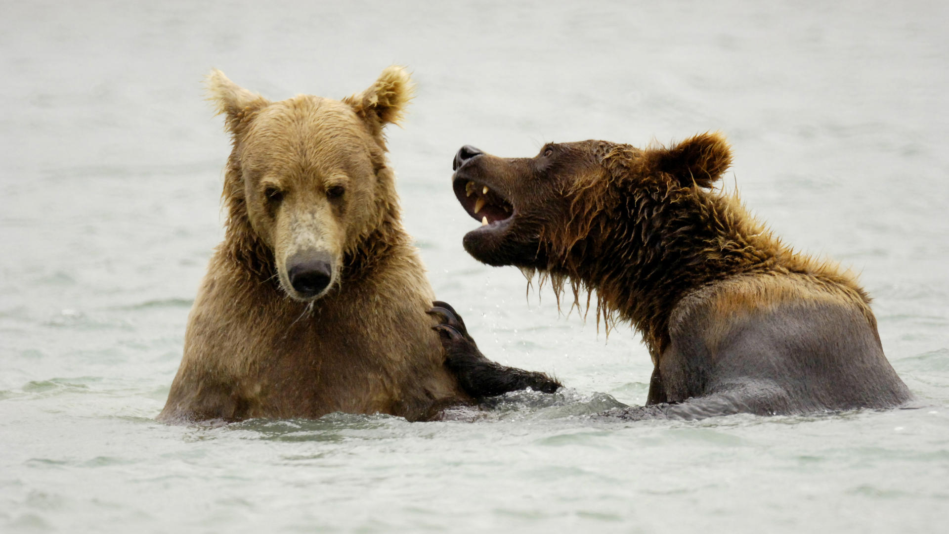 284267 télécharger le fond d'écran animaux, grizzli, alaska, parc national de katmaï, ours - économiseurs d'écran et images gratuitement