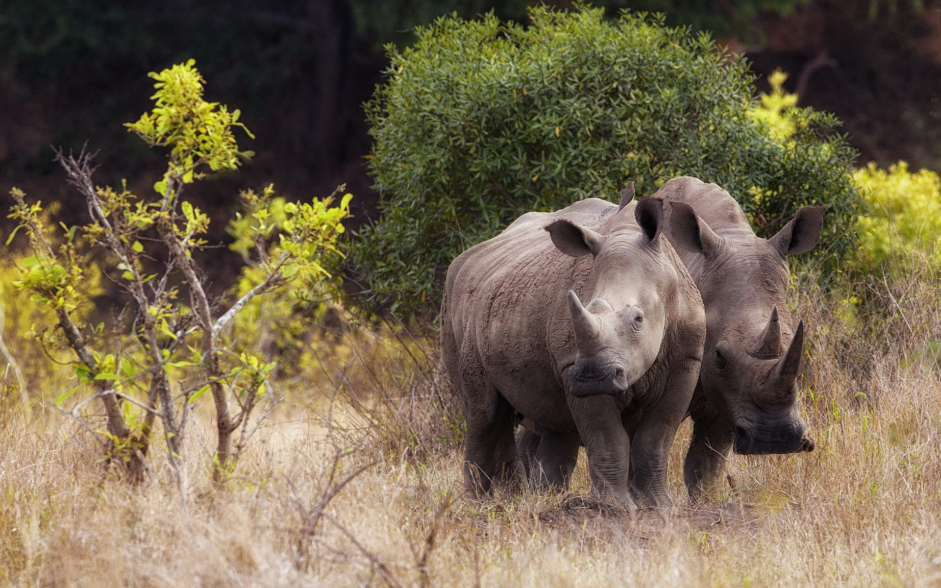 1456883 скачать картинку носорог, животные - обои и заставки бесплатно
