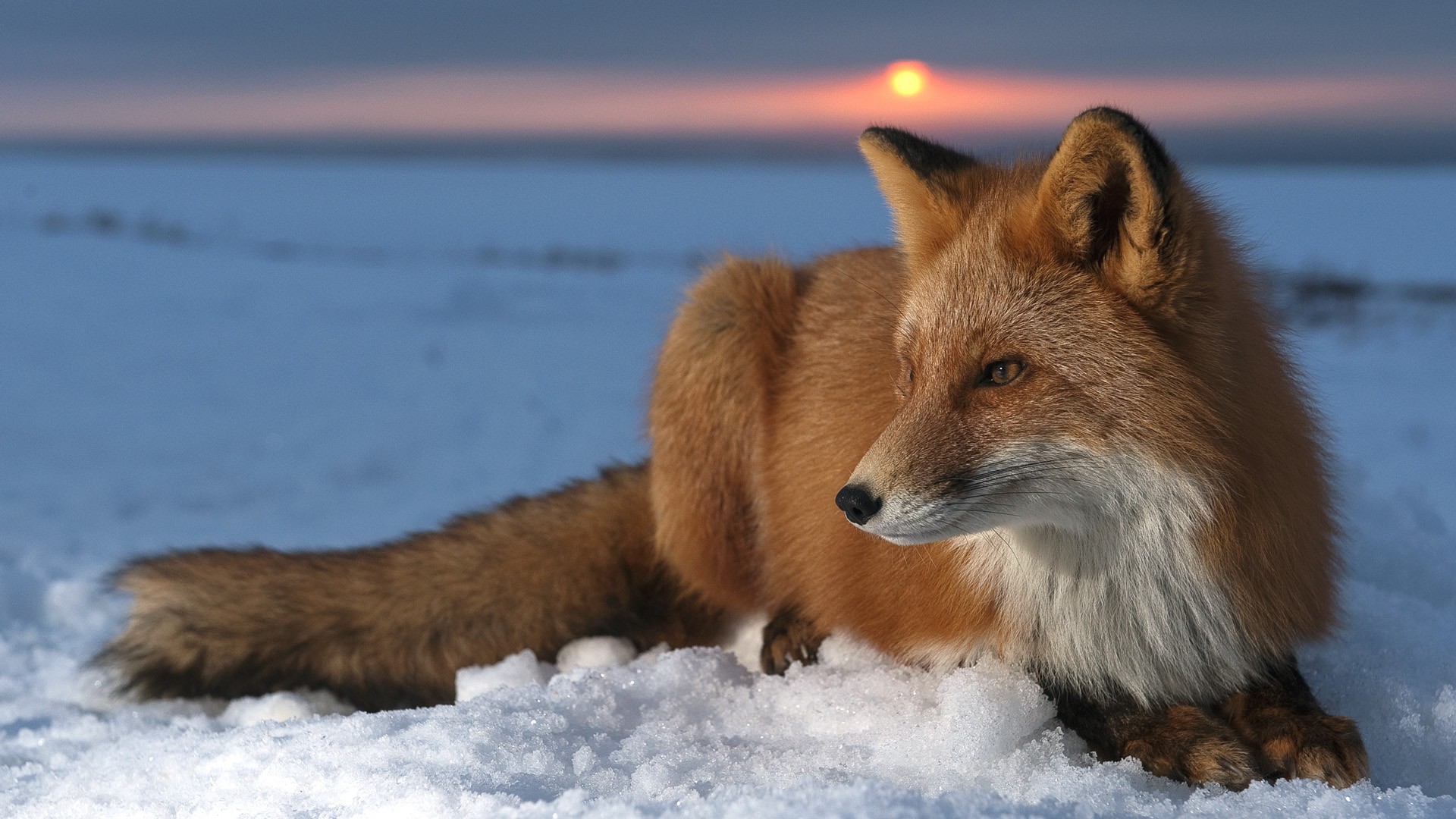 fox, snow, animal, sunset