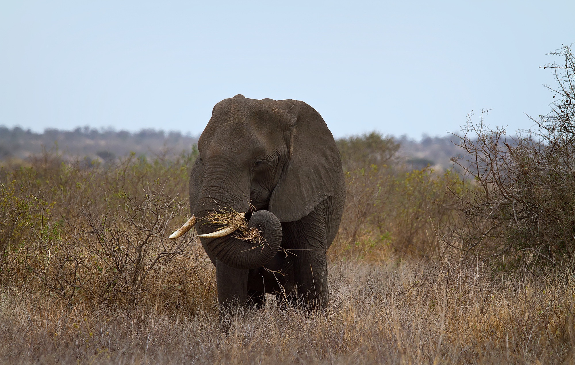 Скачати мобільні шпалери Слони, Тварина, Африканський Чагарниковий Слон безкоштовно.