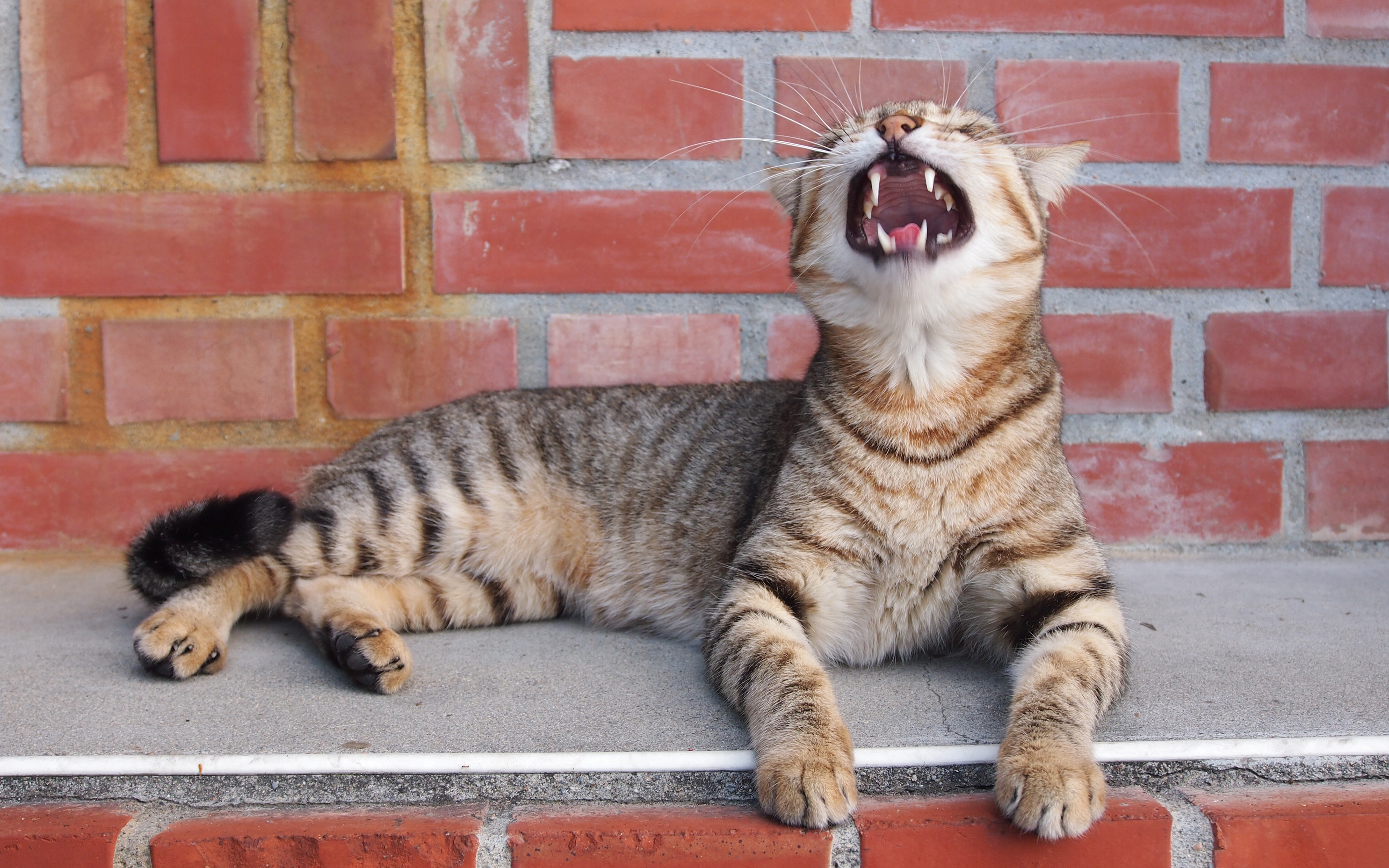 Handy-Wallpaper Katze, Katzen, Tiere kostenlos herunterladen.