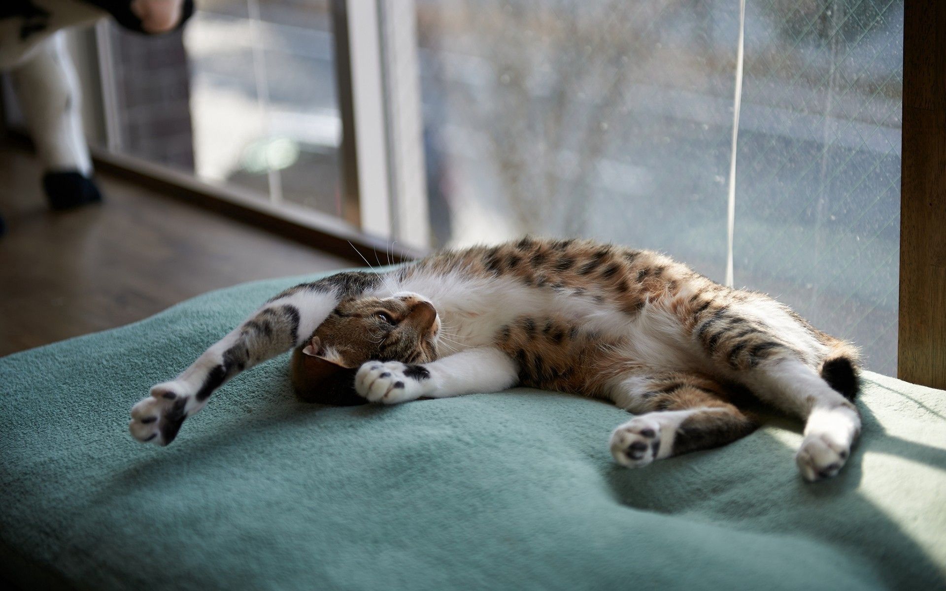 animals, cat, to lie down, lie, window, sleep, dream, mat, rug