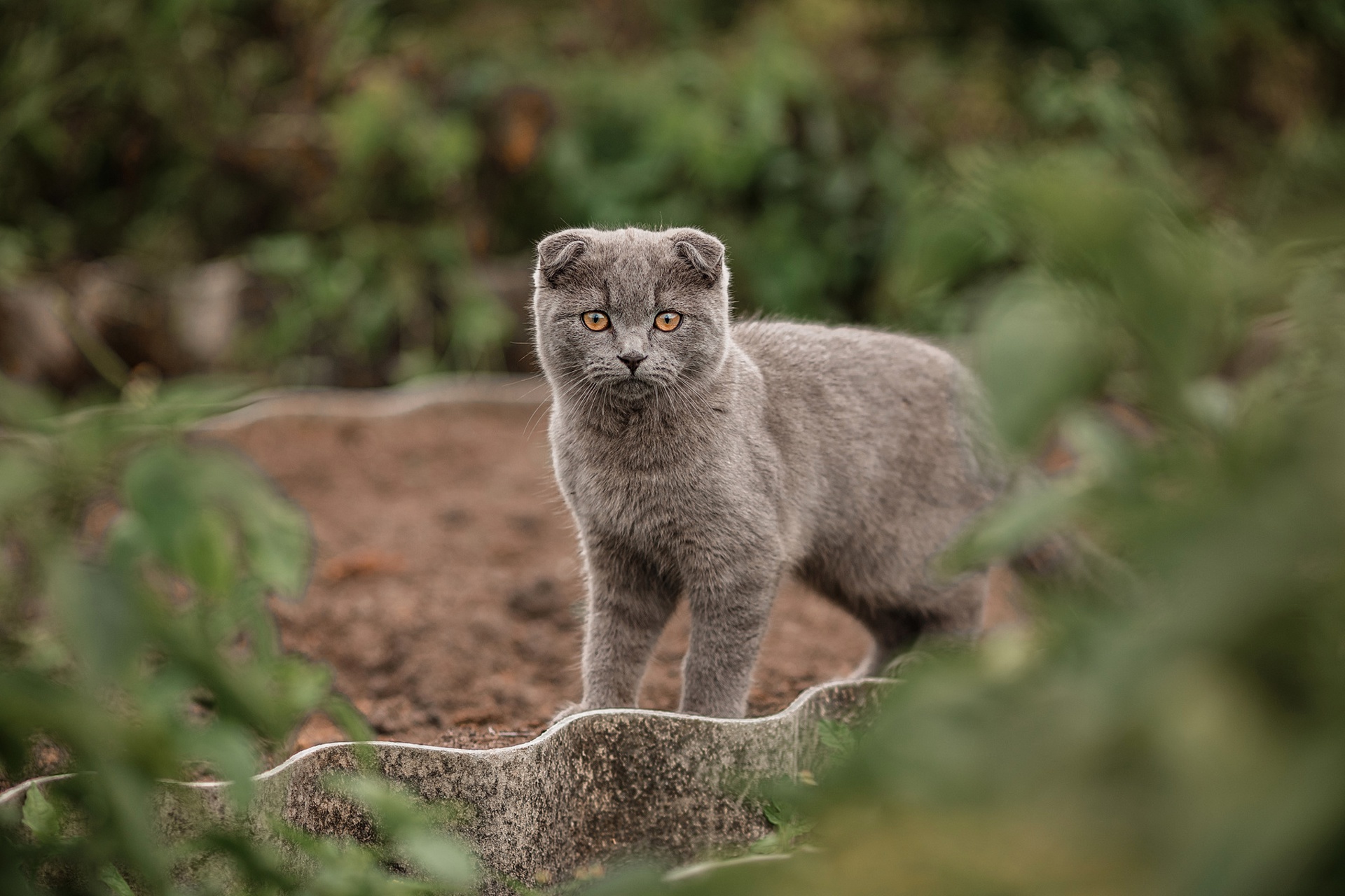 Baixe gratuitamente a imagem Animais, Gatos, Gato, Olhar Fixamente na área de trabalho do seu PC