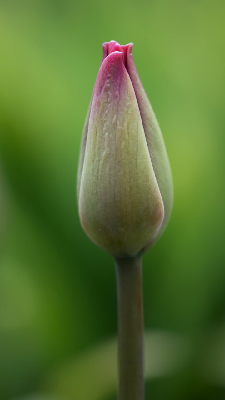 Download mobile wallpaper Nature, Flowers, Flower, Bud, Close Up, Earth, Tulip for free.