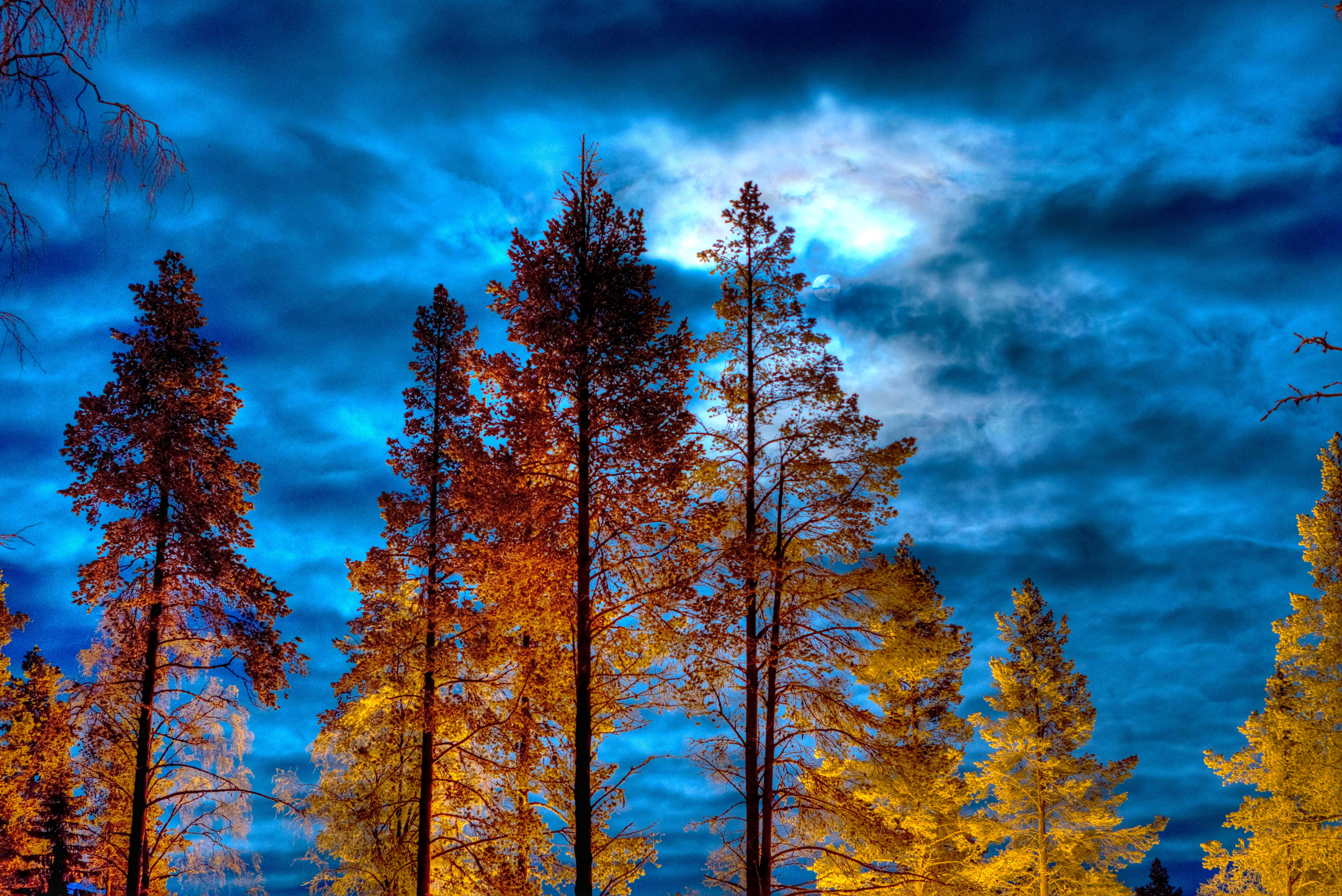 Скачать обои бесплатно Деревья, Небо, Осень, Дерево, Синий, Земля/природа картинка на рабочий стол ПК