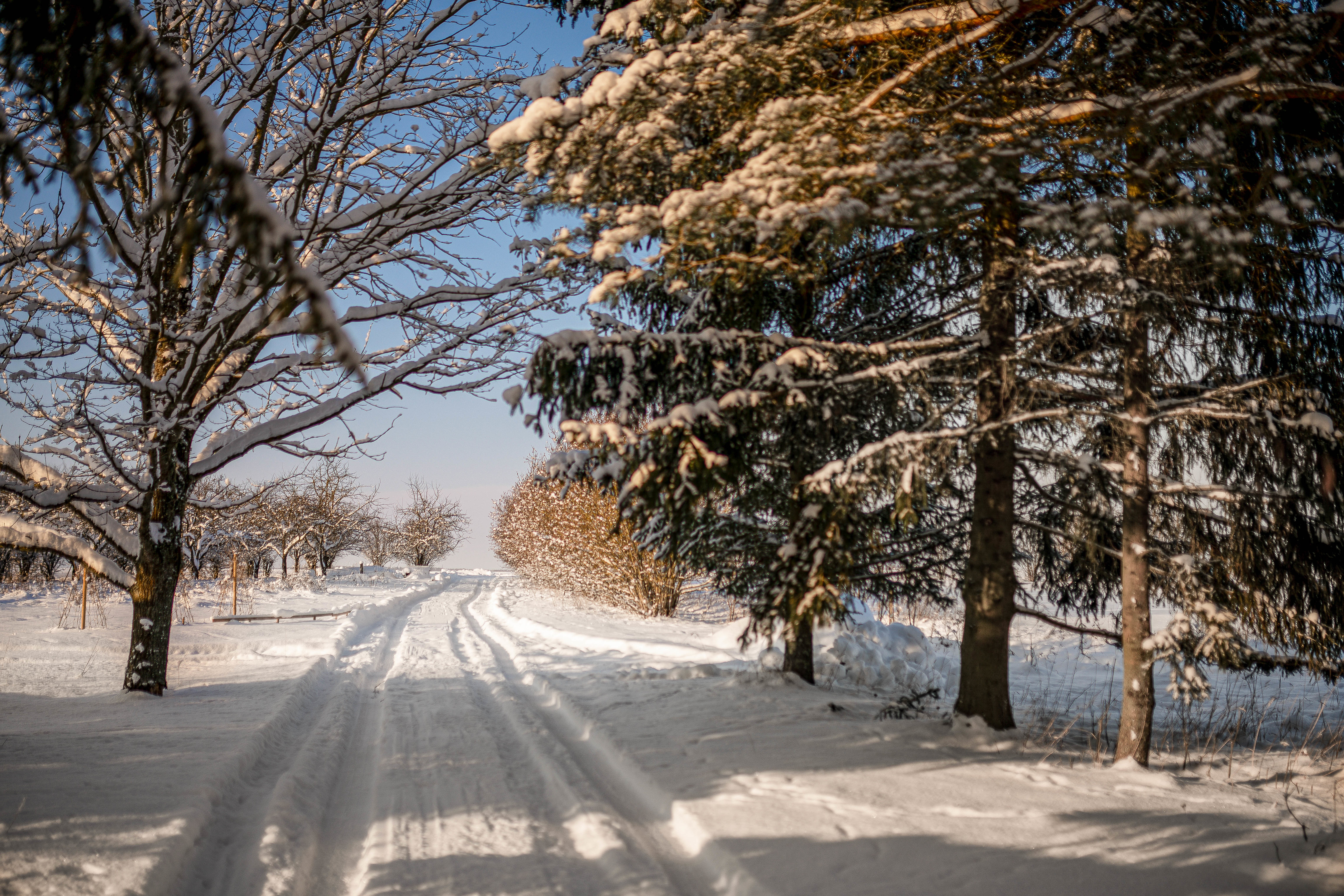 139301 завантажити картинку зима, природа, дерева, сніг, дорога, слід, трасування - шпалери і заставки безкоштовно