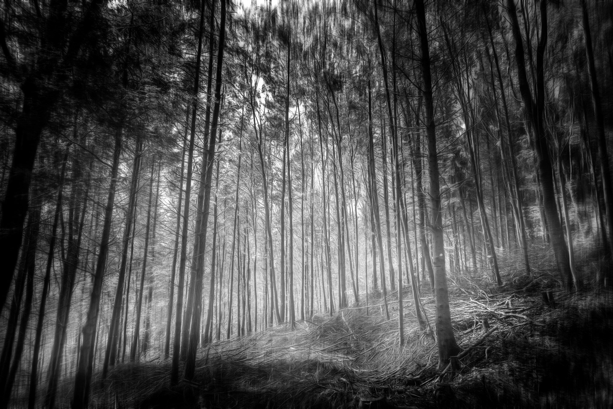 Download mobile wallpaper Nature, Forest, Tree, Earth, Black & White for free.